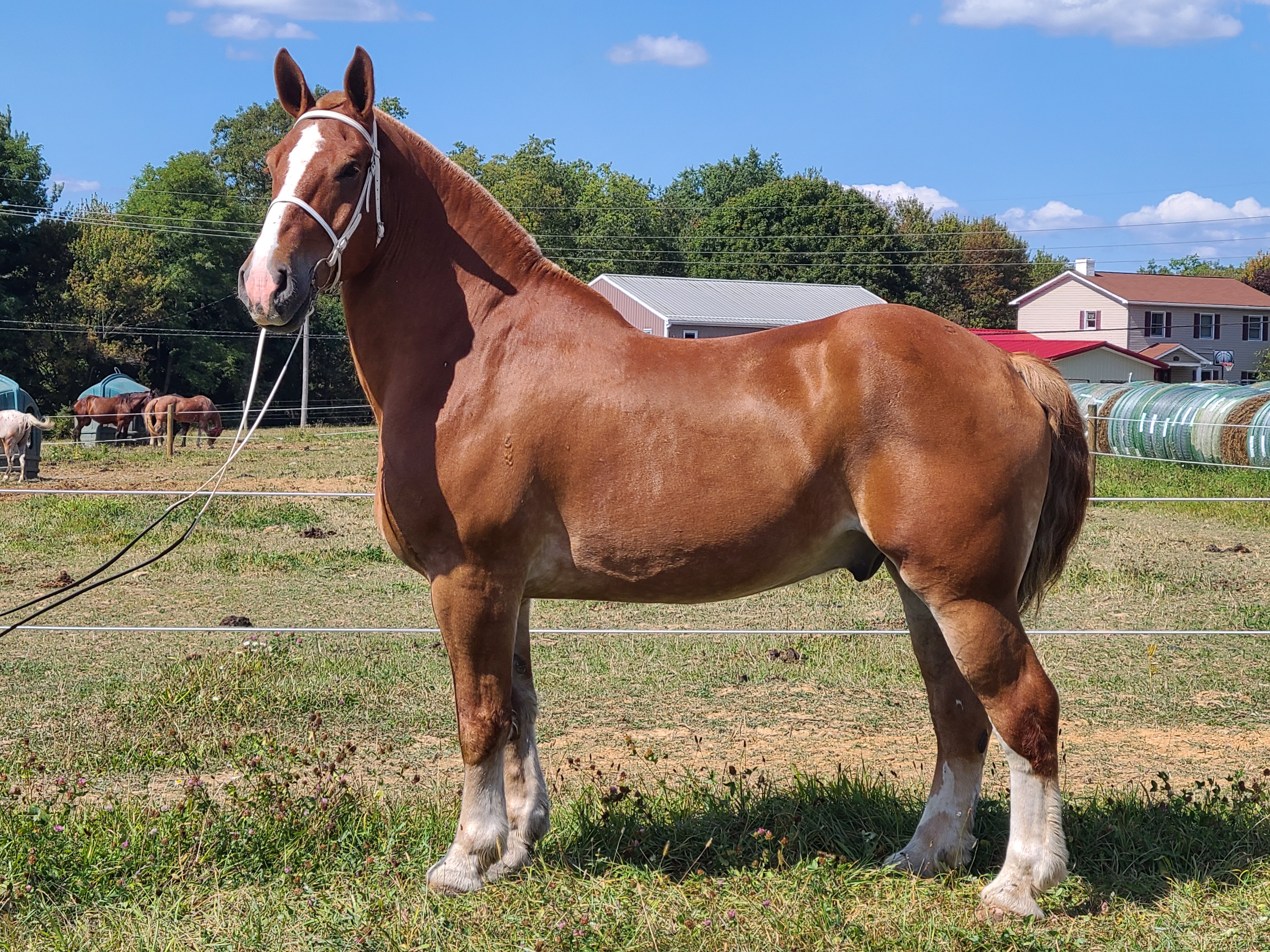 Romeo.  8 year old Belgian gelding