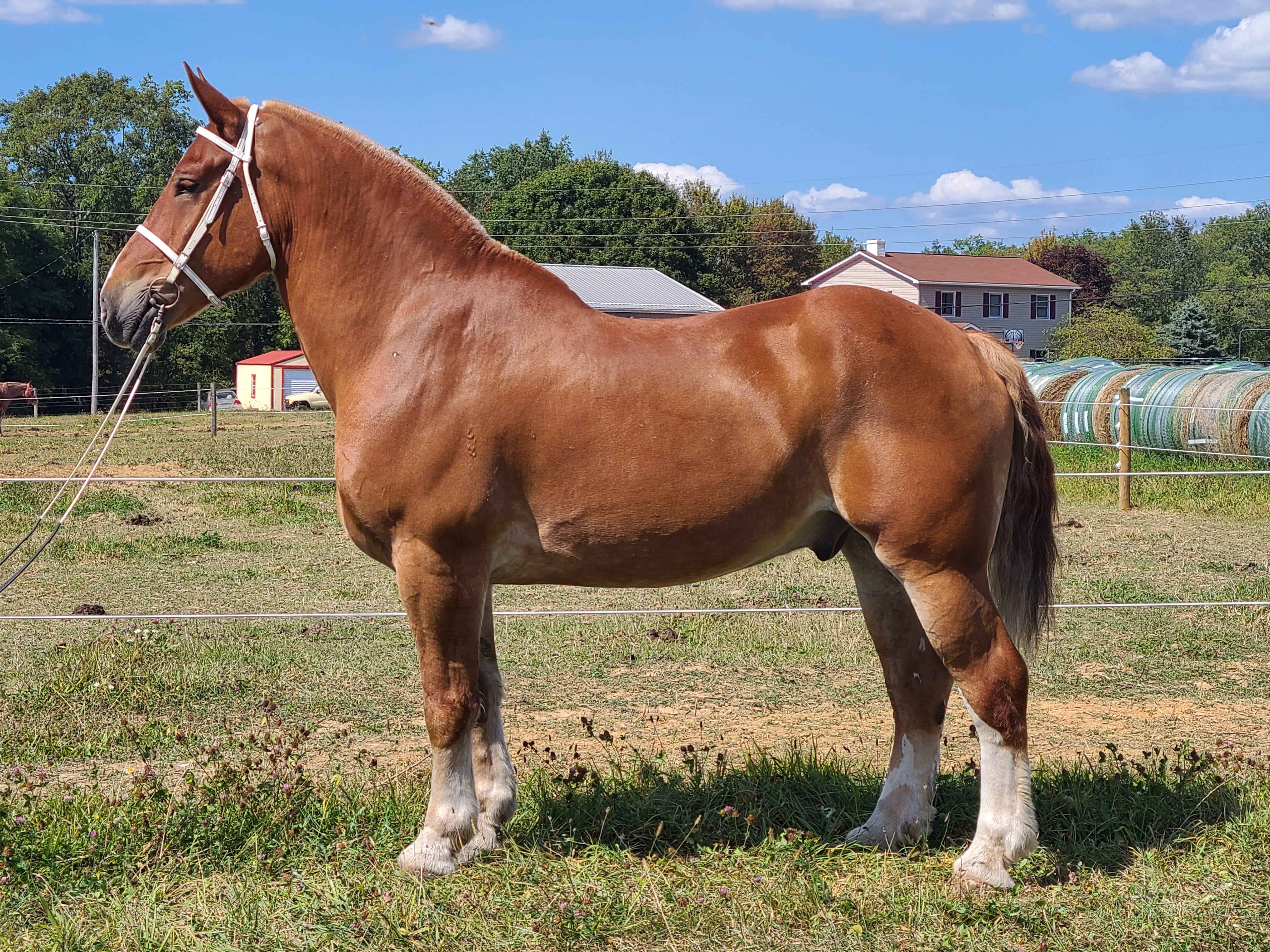 Romeo.  8 year old Belgian gelding
