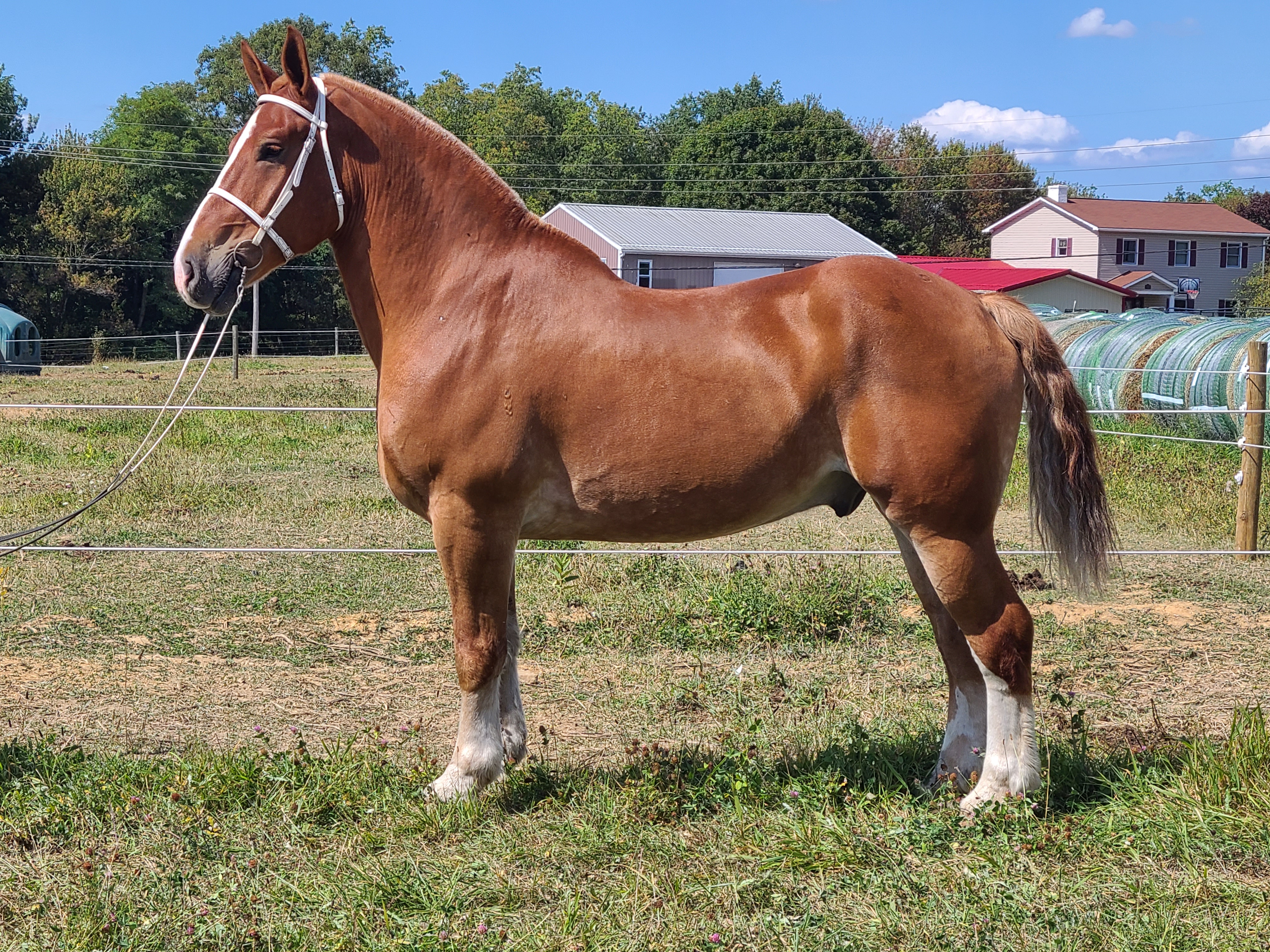 Romeo.  8 year old Belgian gelding
