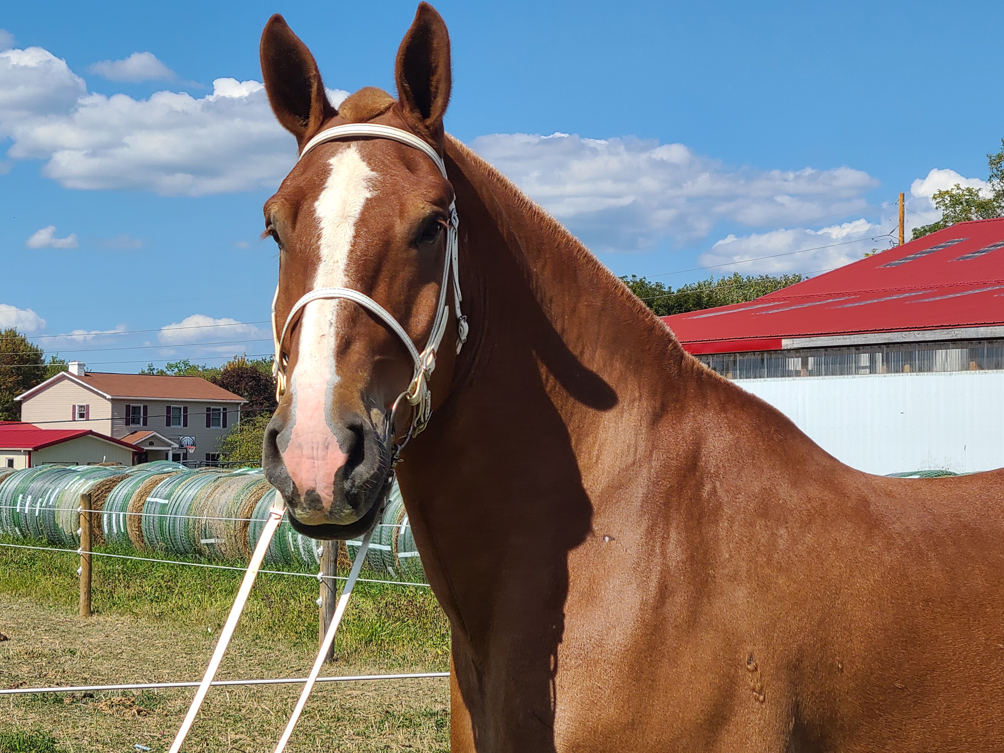 Romeo.  8 year old Belgian gelding