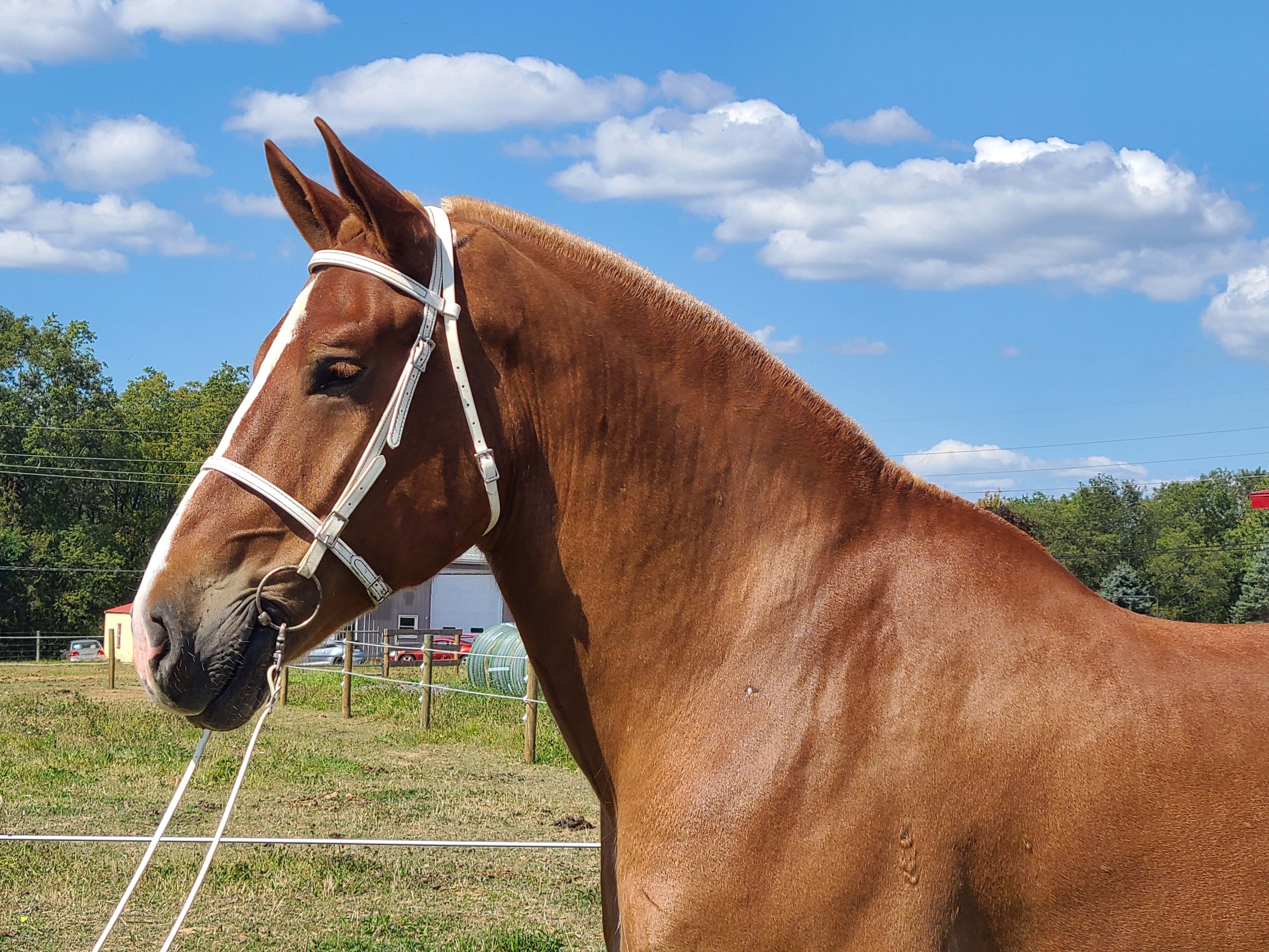 Romeo.  8 year old Belgian gelding