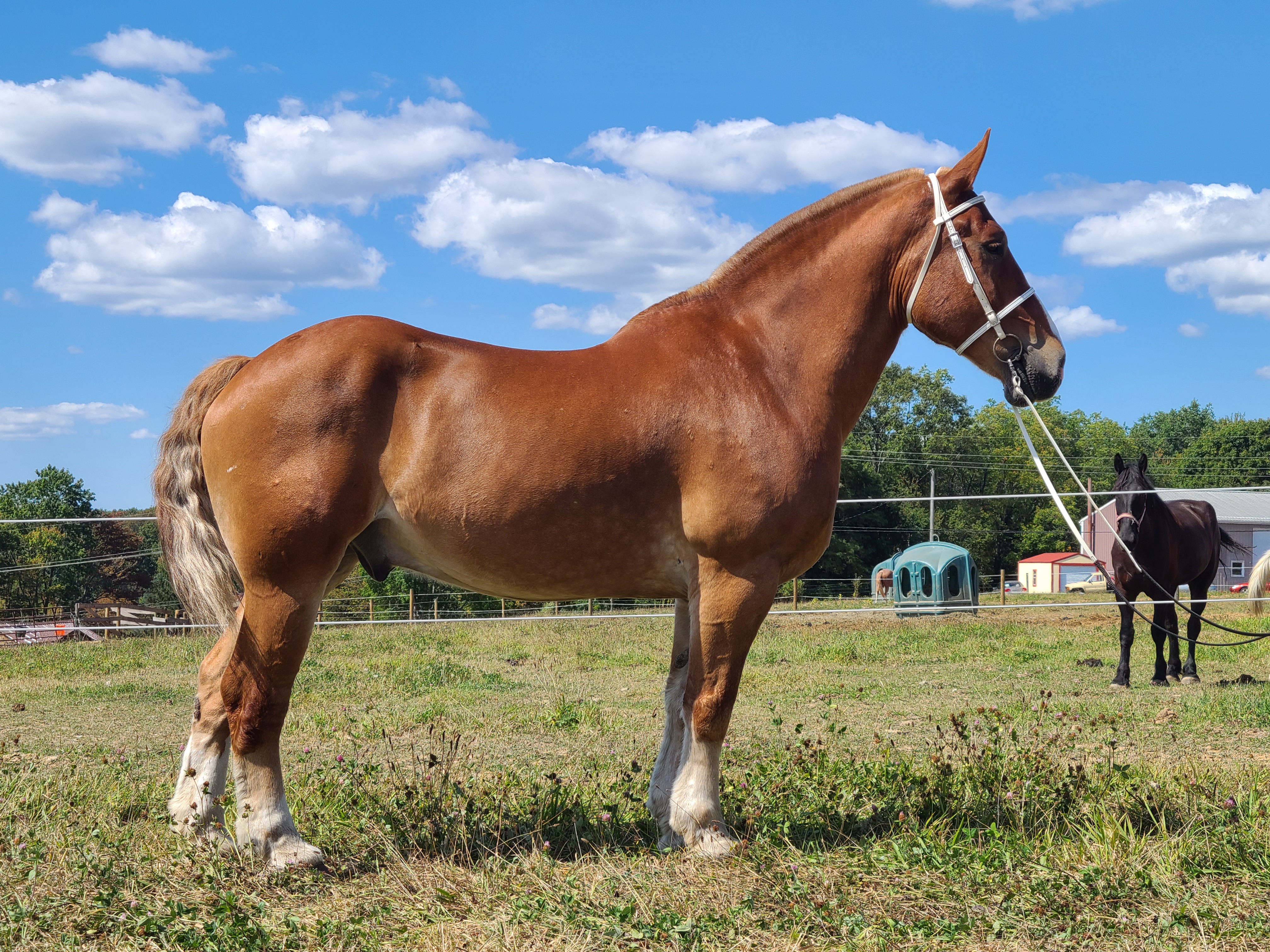 Romeo.  8 year old Belgian gelding