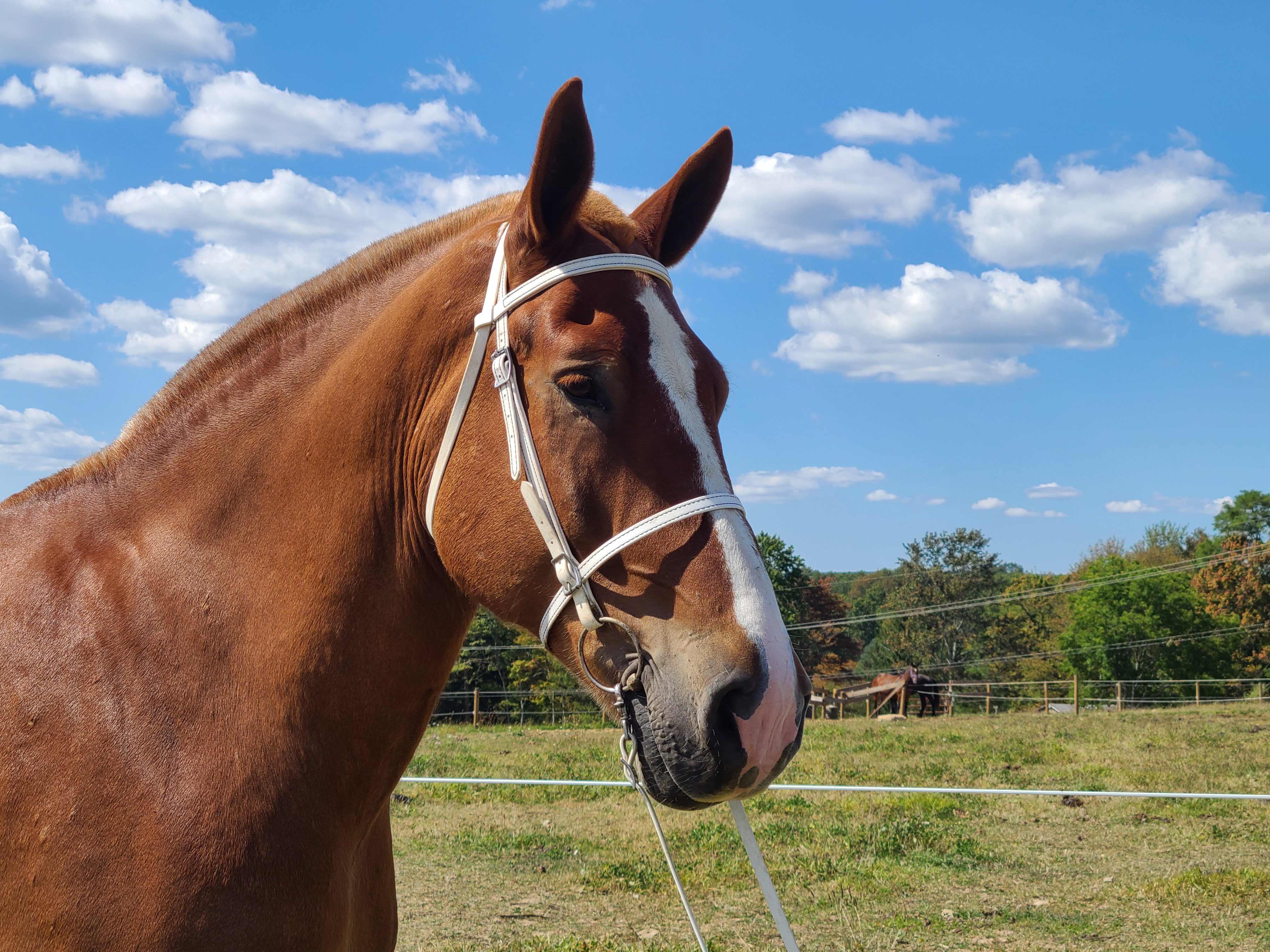 Romeo.  8 year old Belgian gelding