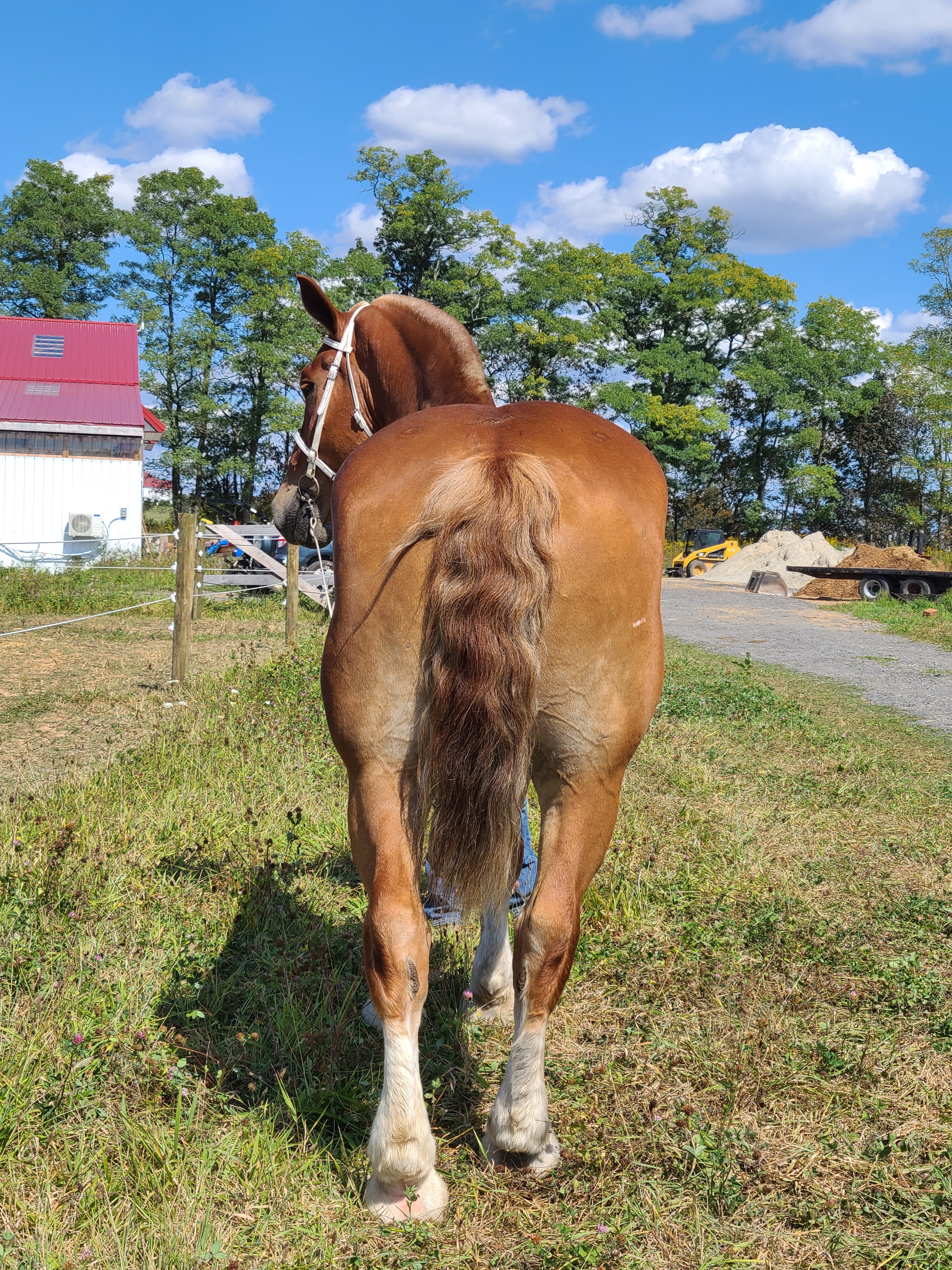 Romeo.  8 year old Belgian gelding