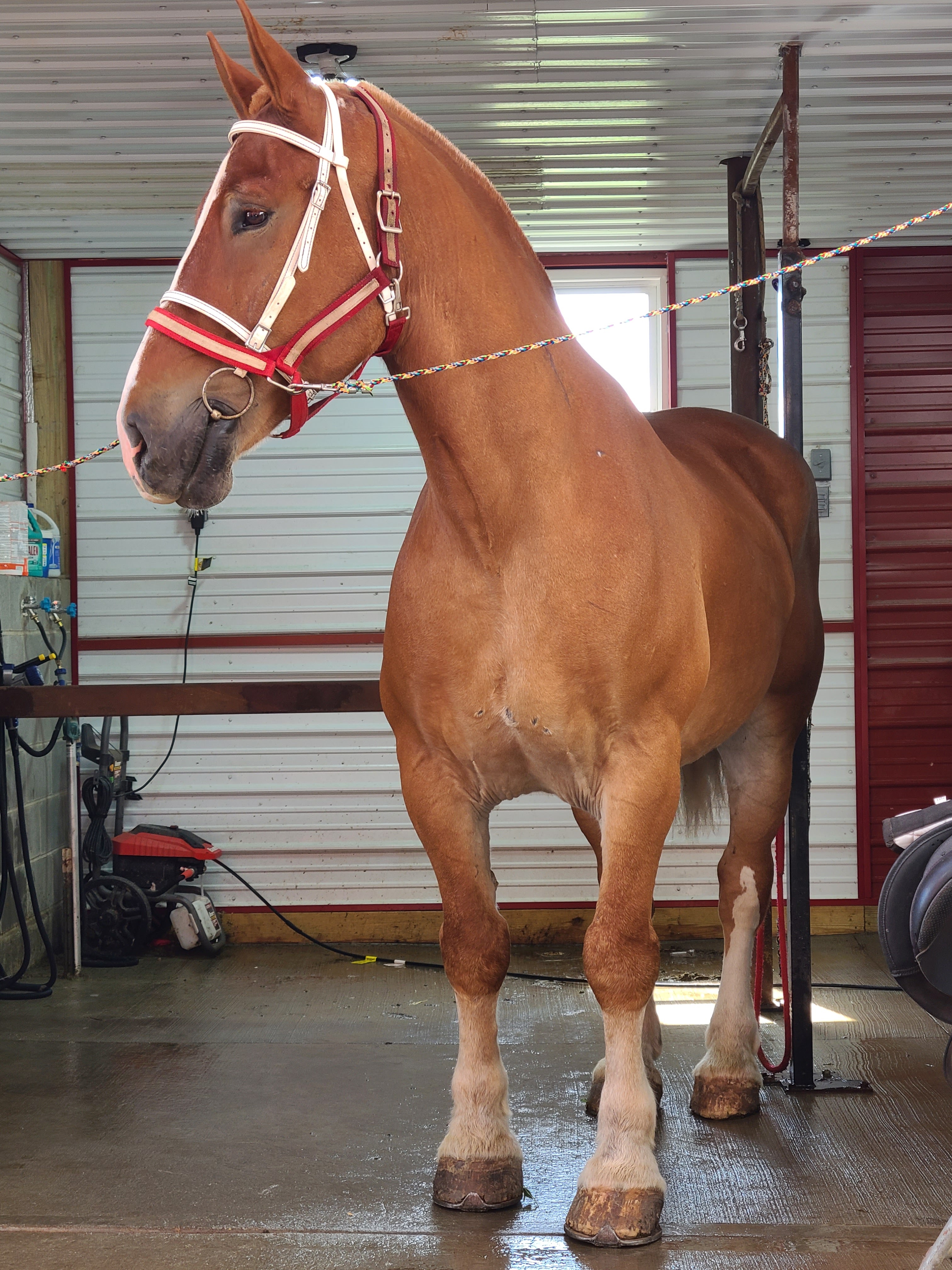 Romeo.  8 year old Belgian gelding