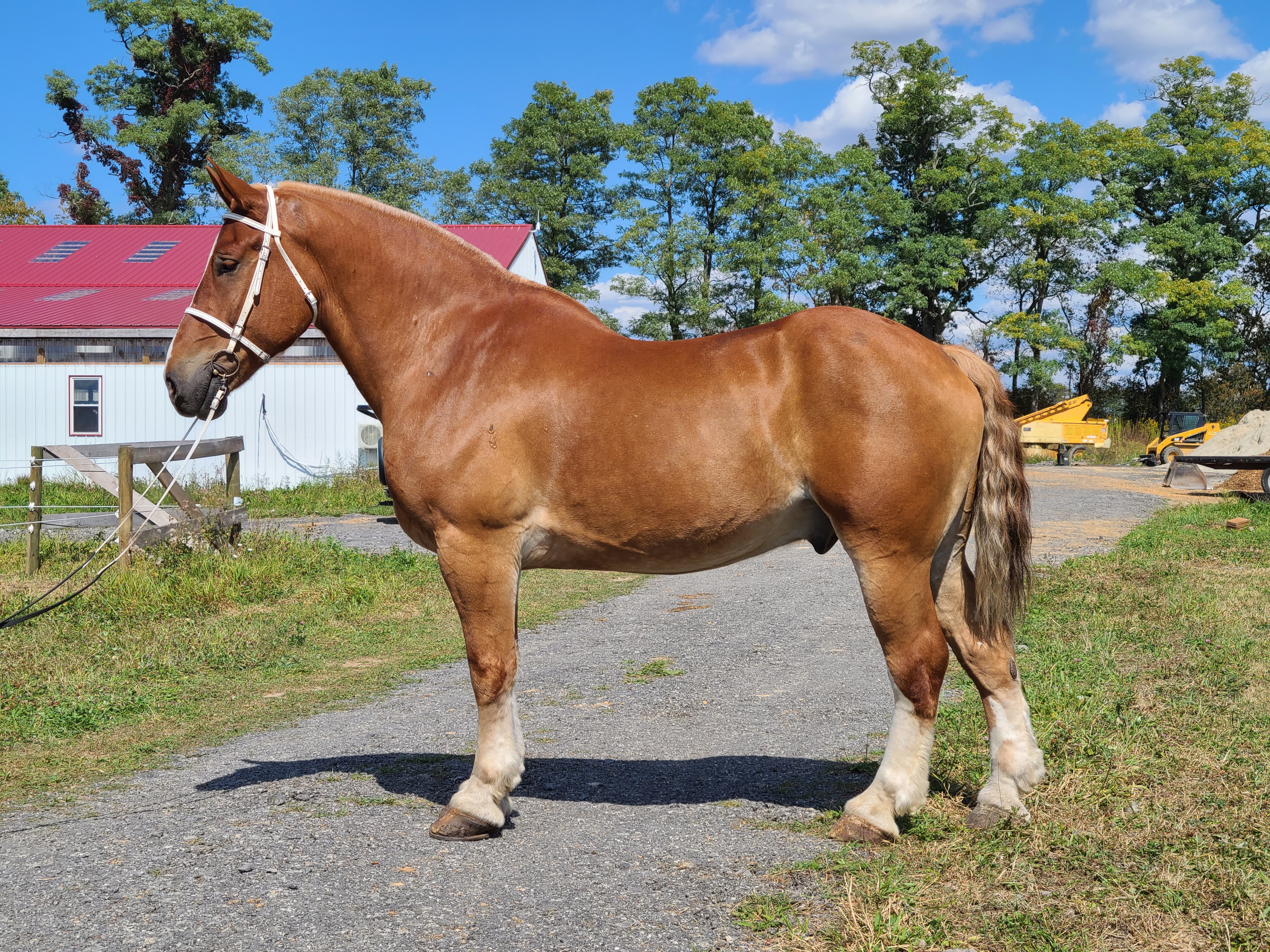 Romeo.  8 year old Belgian gelding
