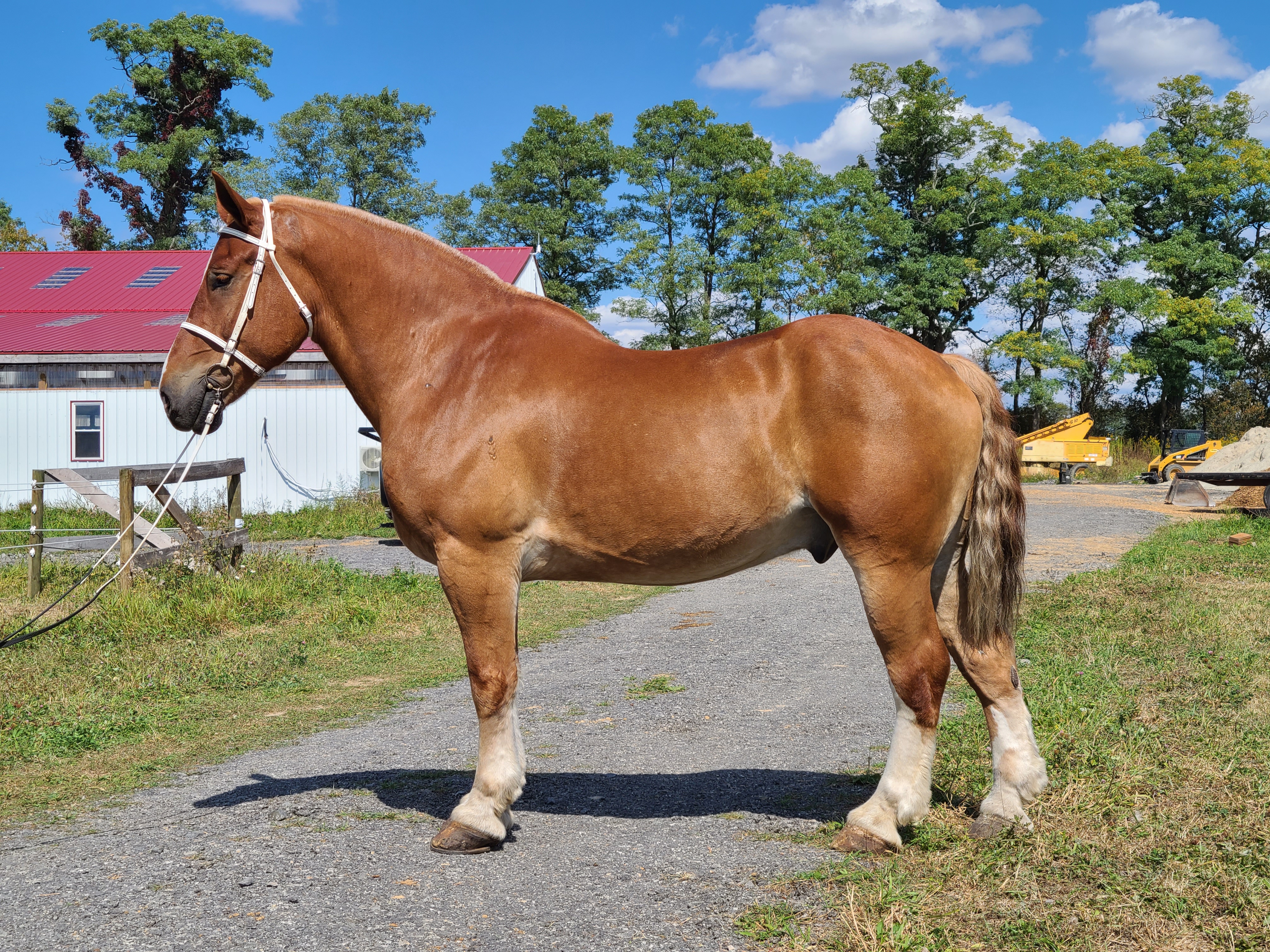 Romeo.  8 year old Belgian gelding