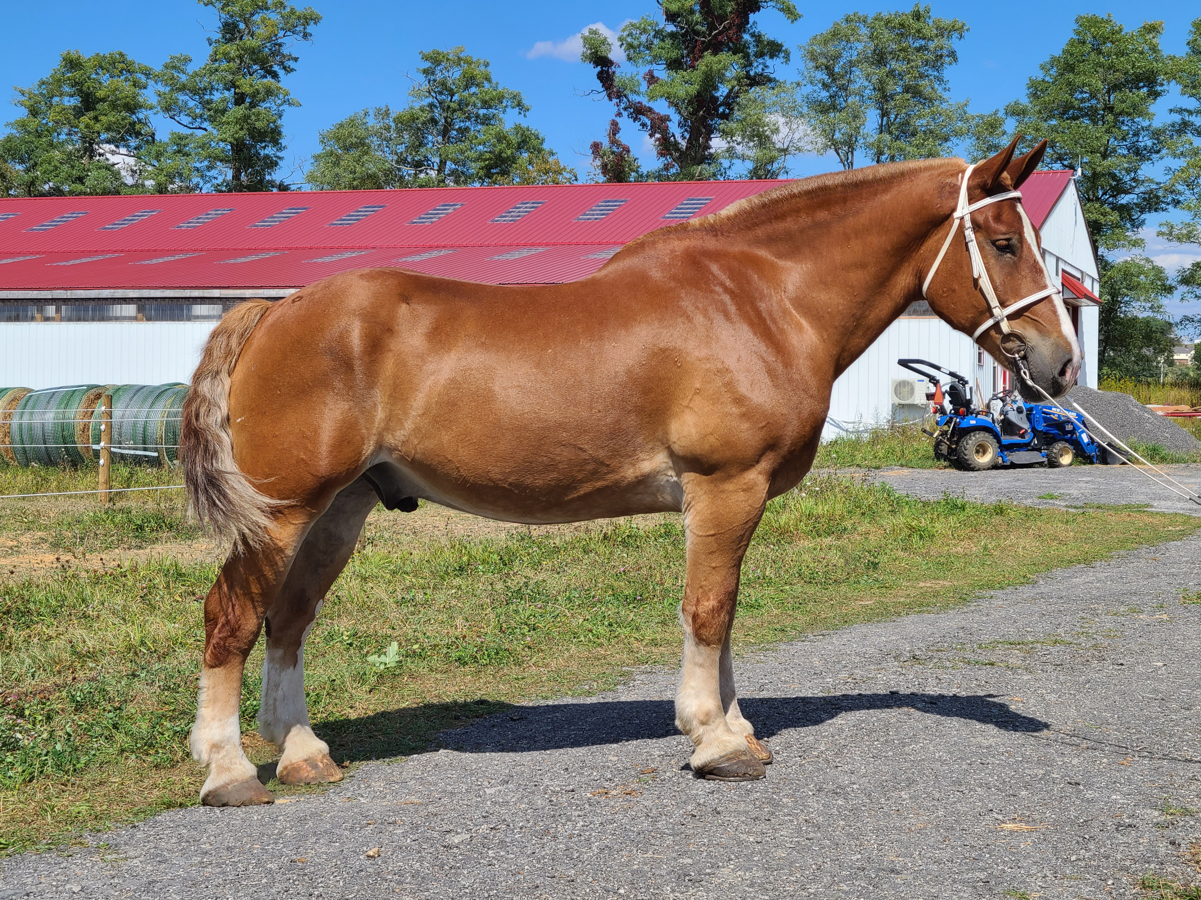 Romeo.  8 year old Belgian gelding
