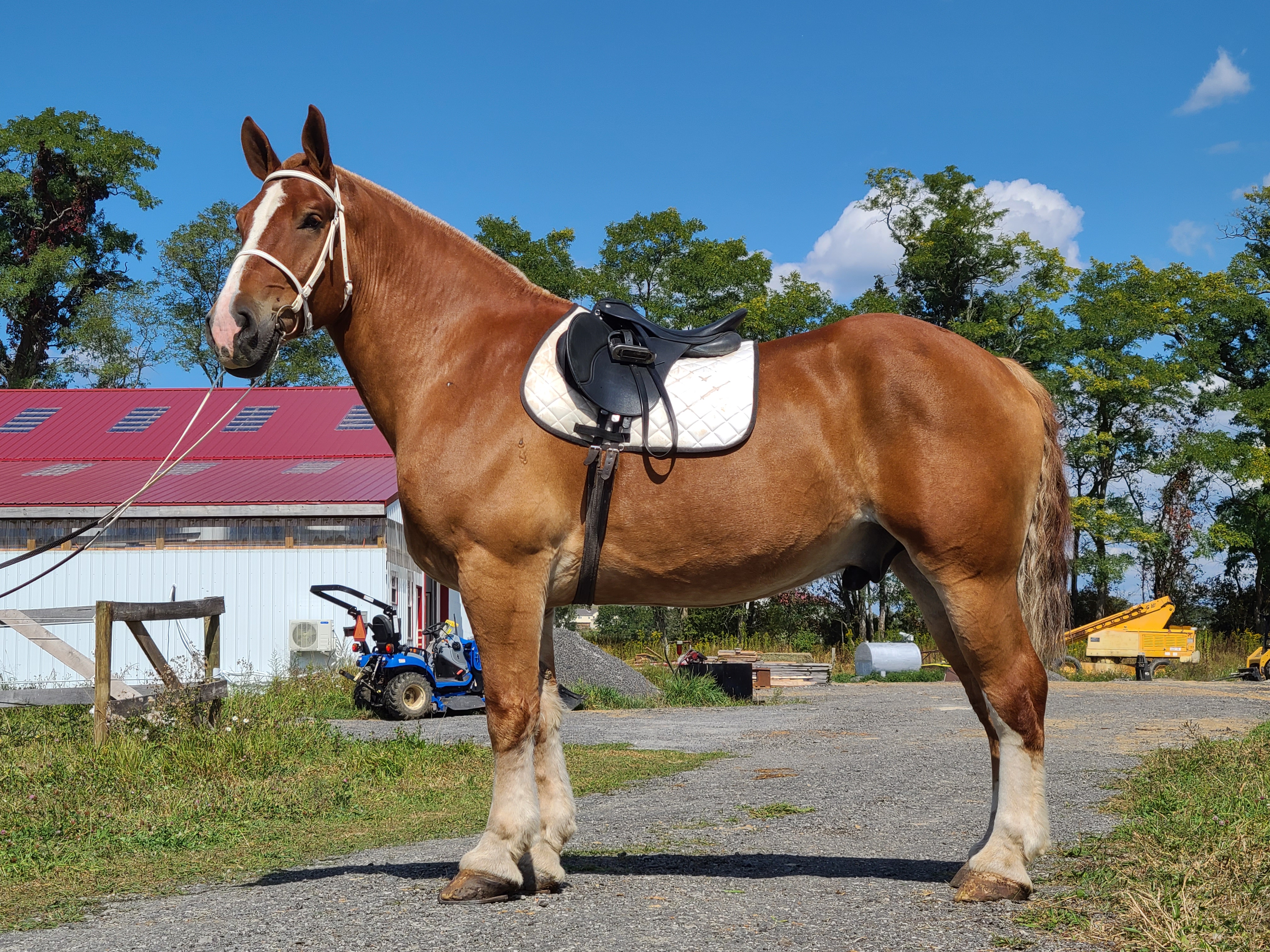 Romeo.  8 year old Belgian gelding