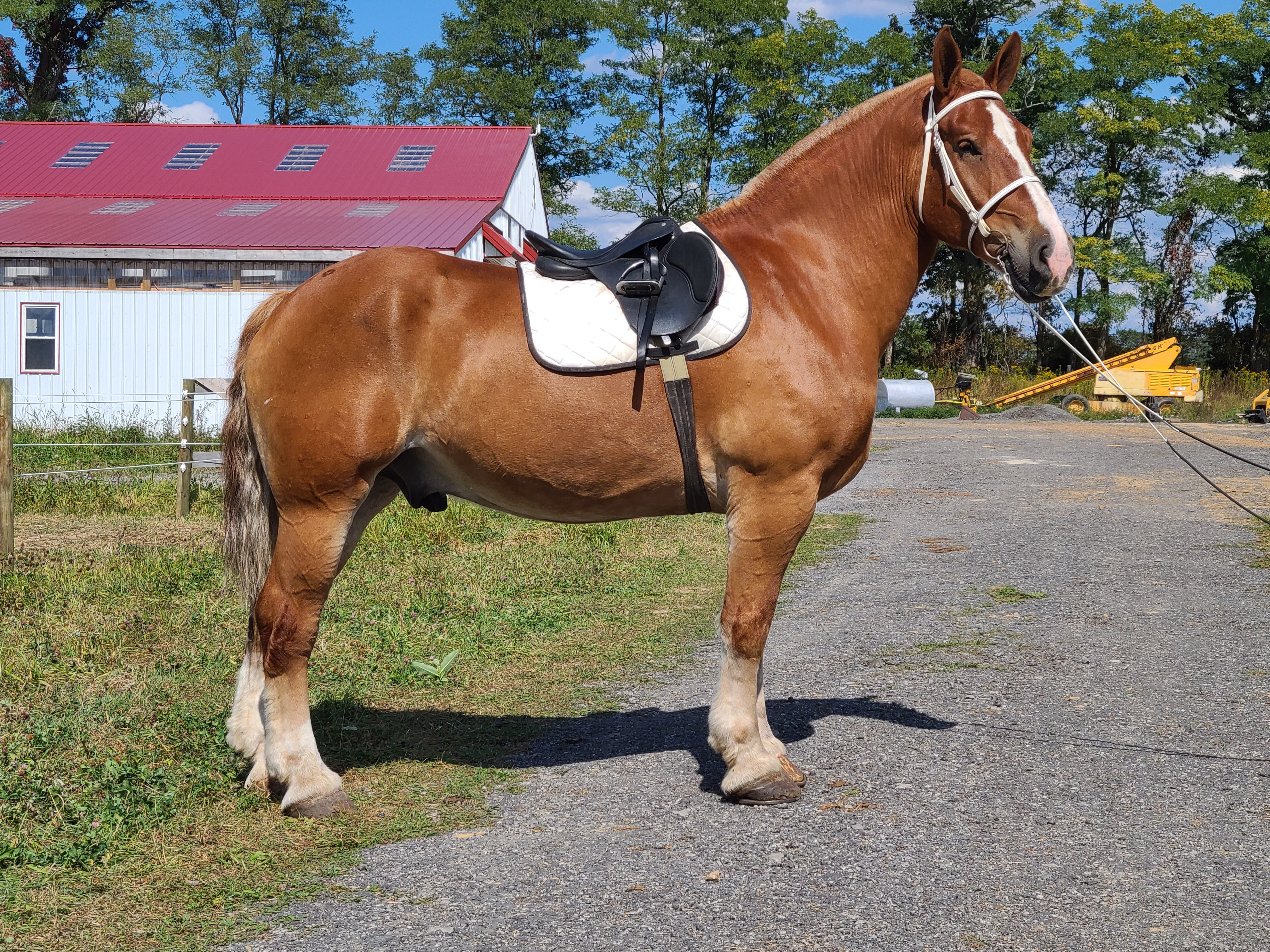 Romeo.  8 year old Belgian gelding