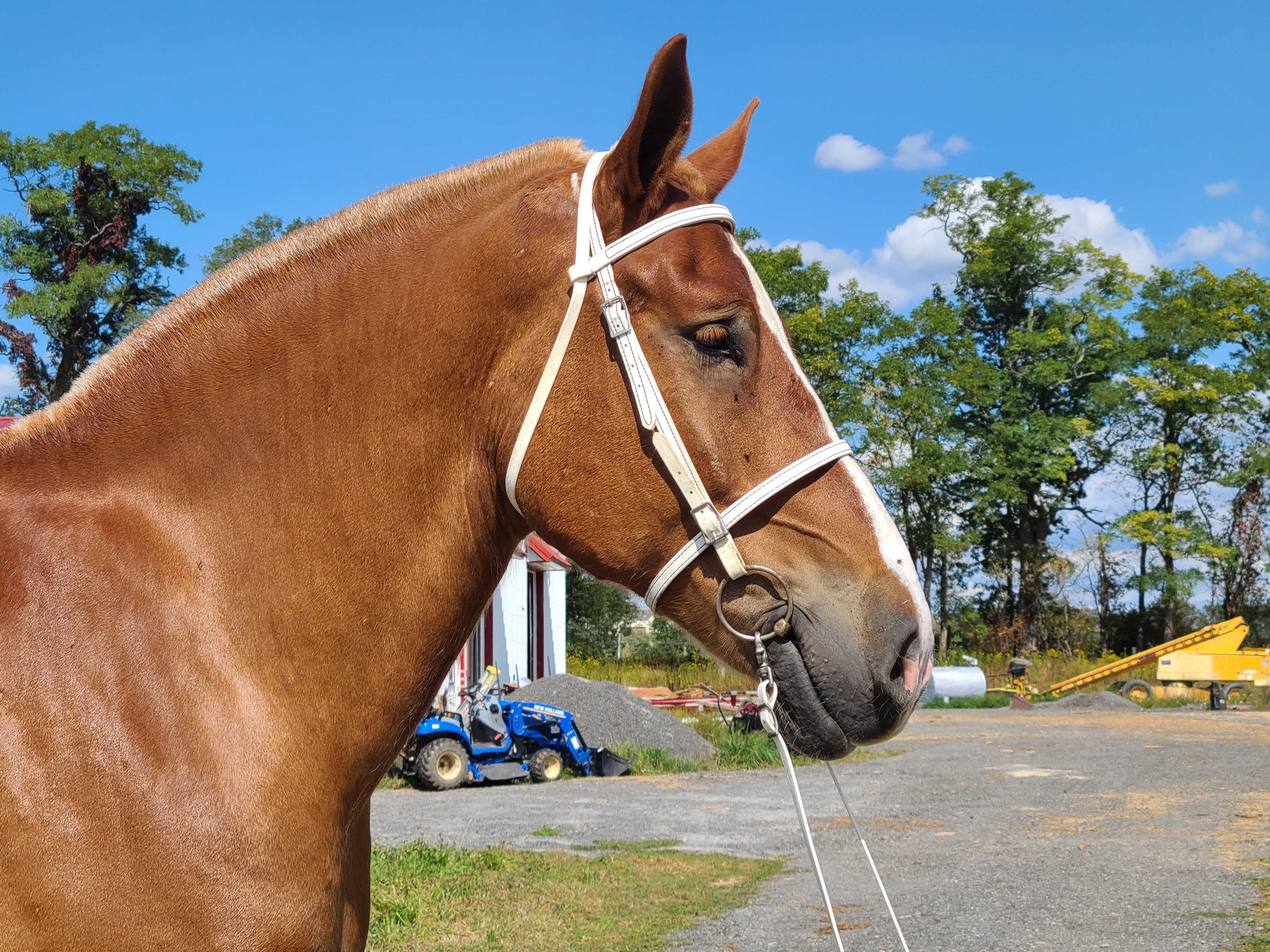 Romeo.  8 year old Belgian gelding