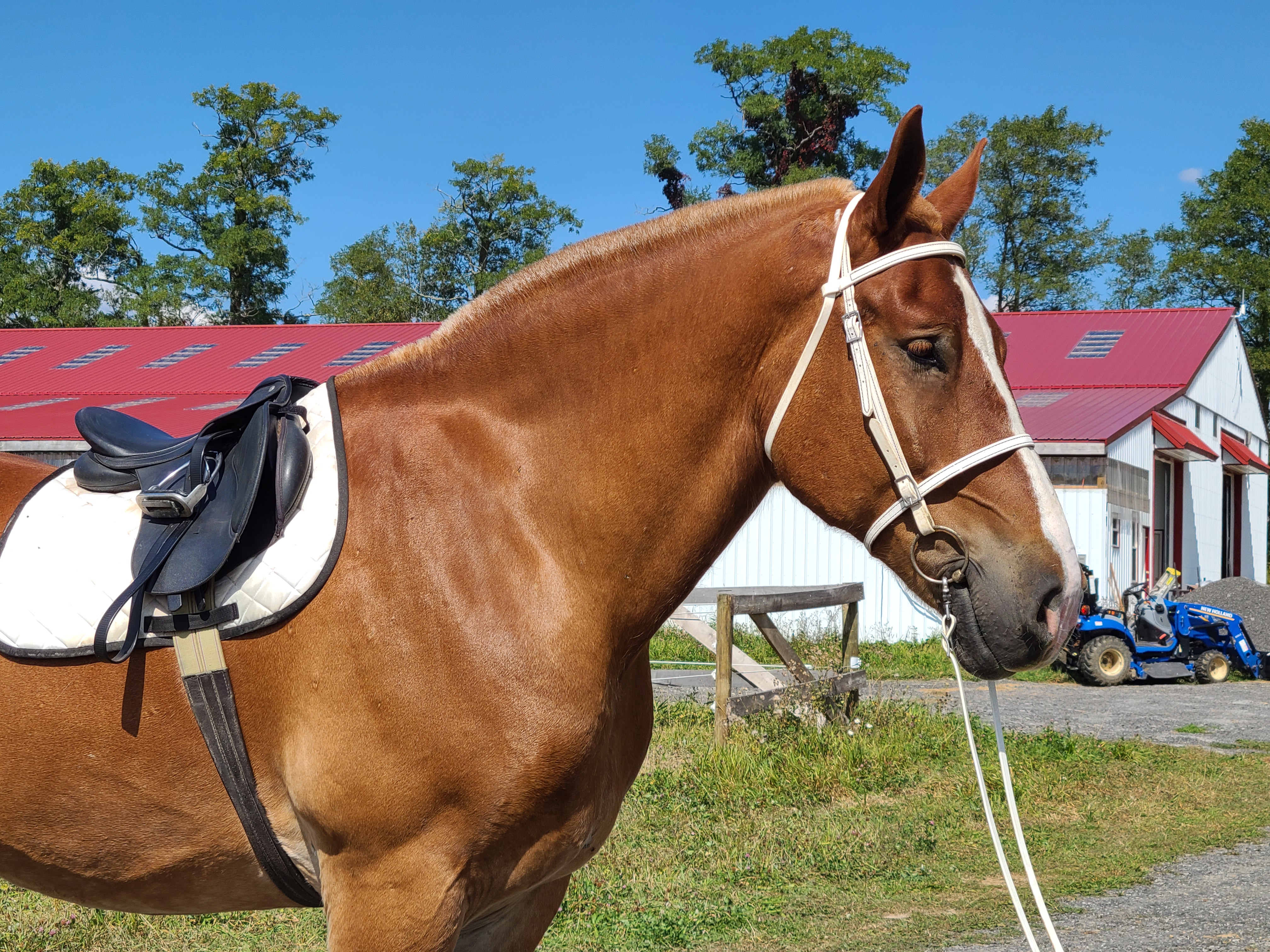 Romeo.  8 year old Belgian gelding