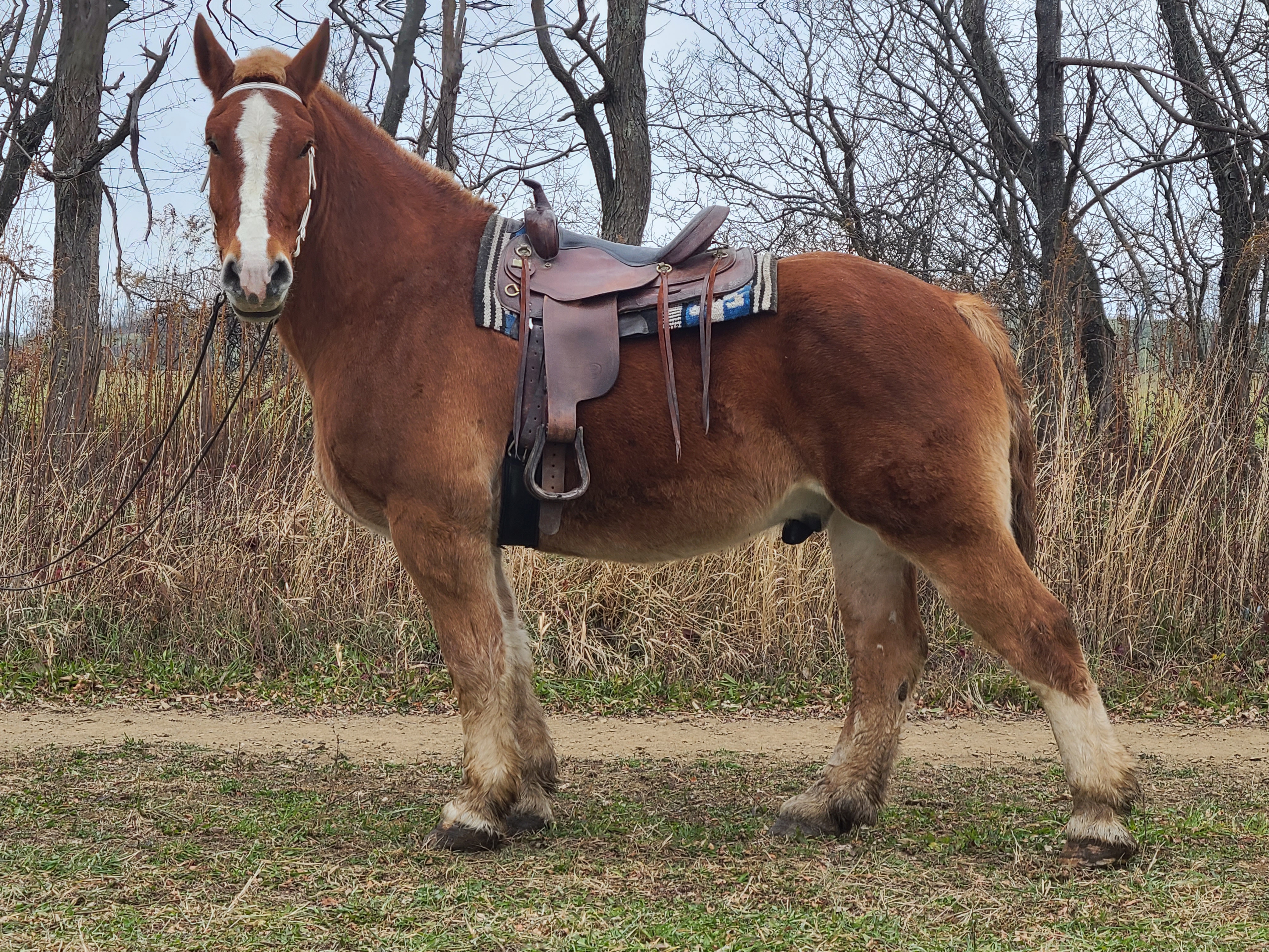 Romeo.  8 year old Belgian gelding