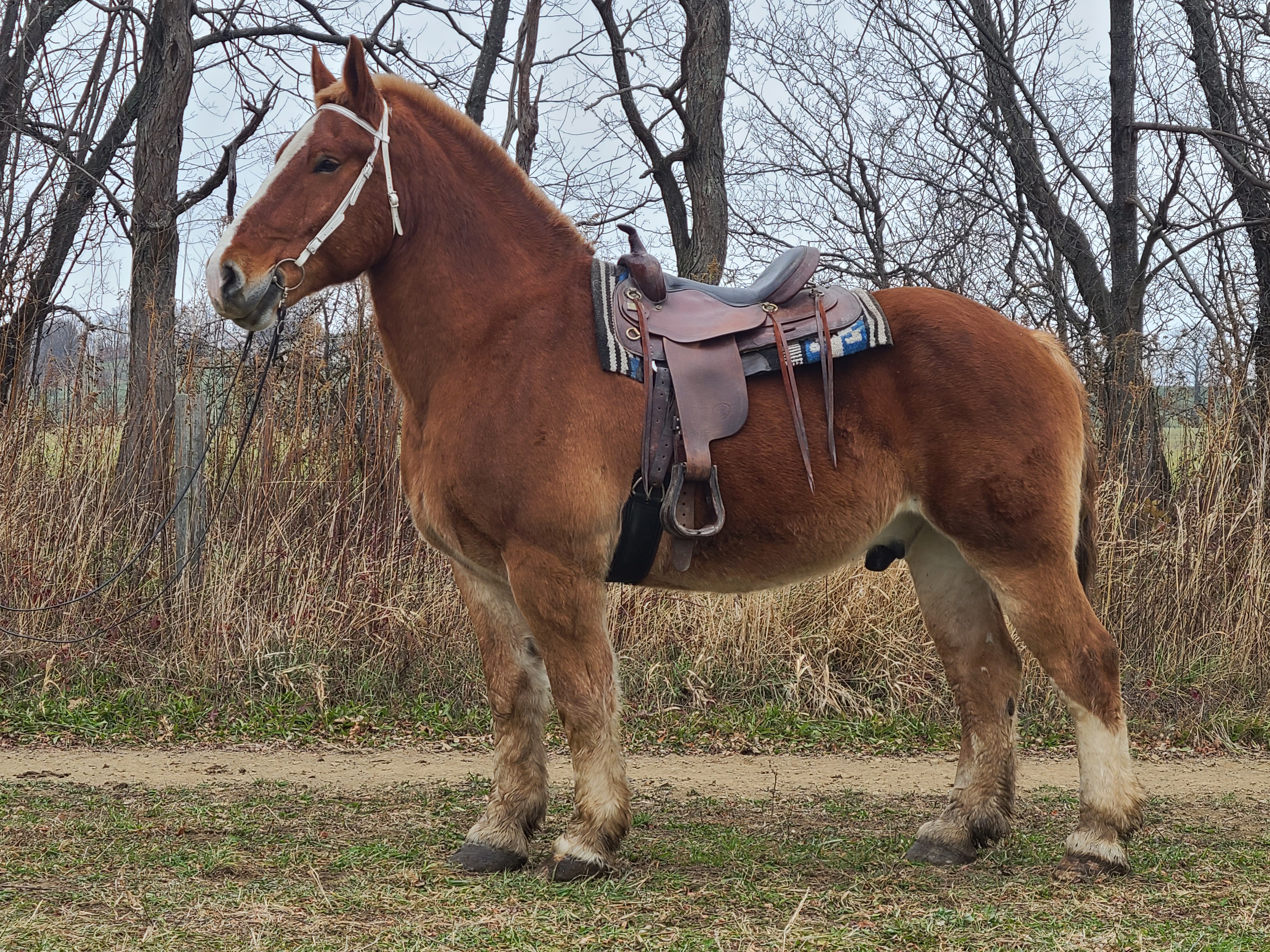 Romeo.  8 year old Belgian gelding