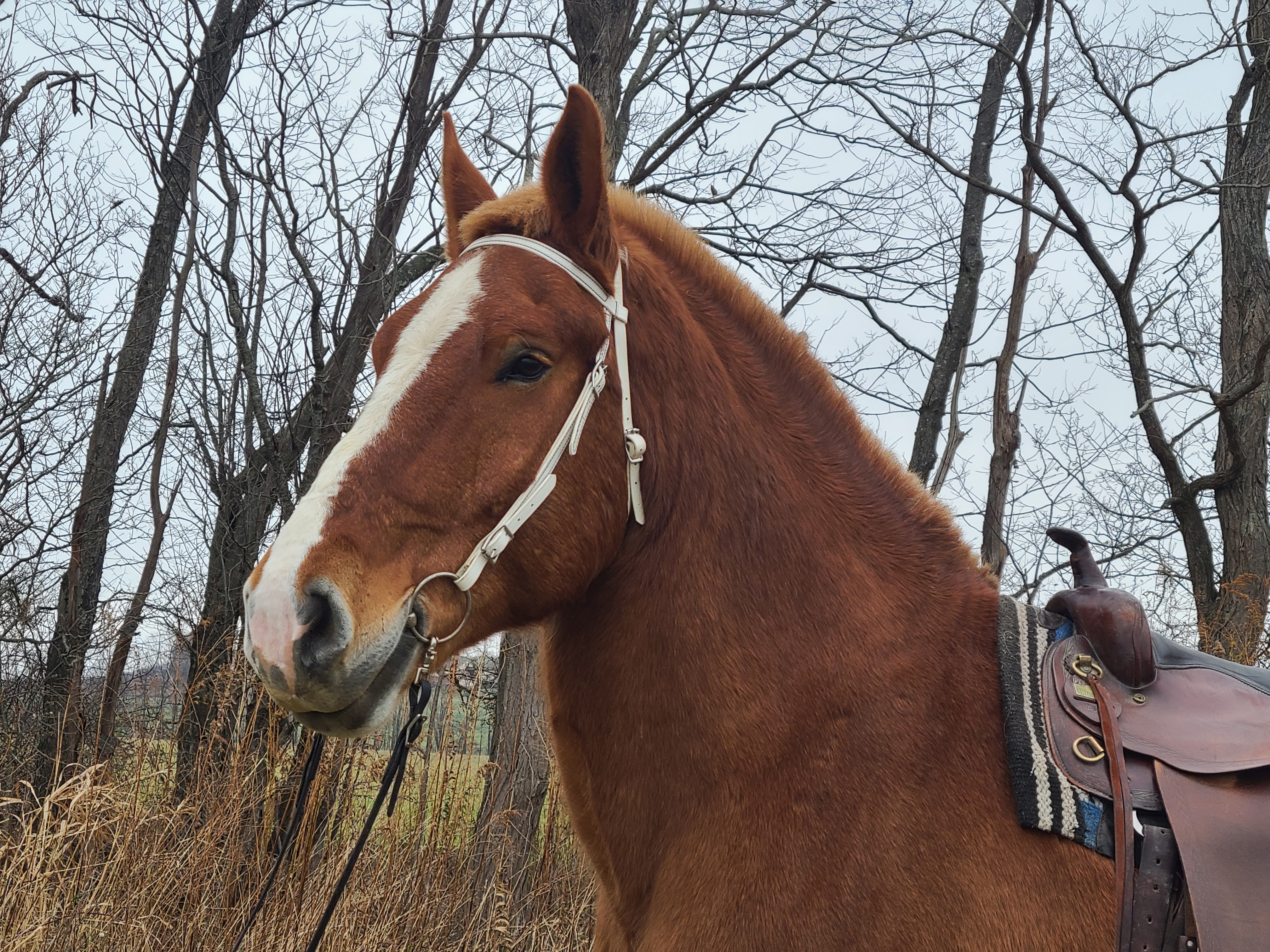 Romeo.  8 year old Belgian gelding