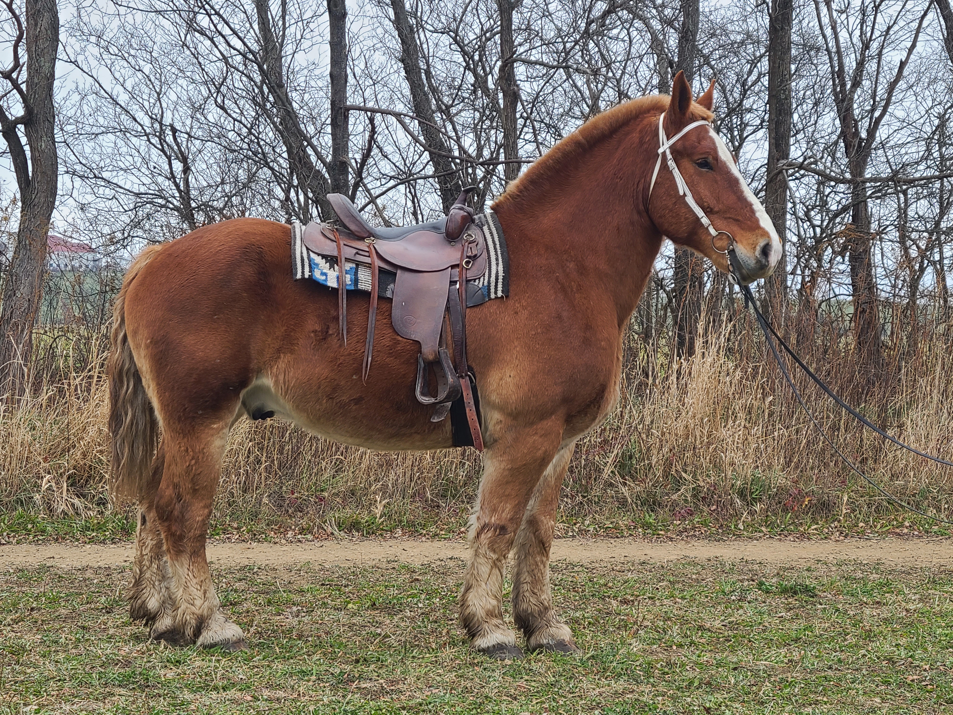 Romeo.  8 year old Belgian gelding