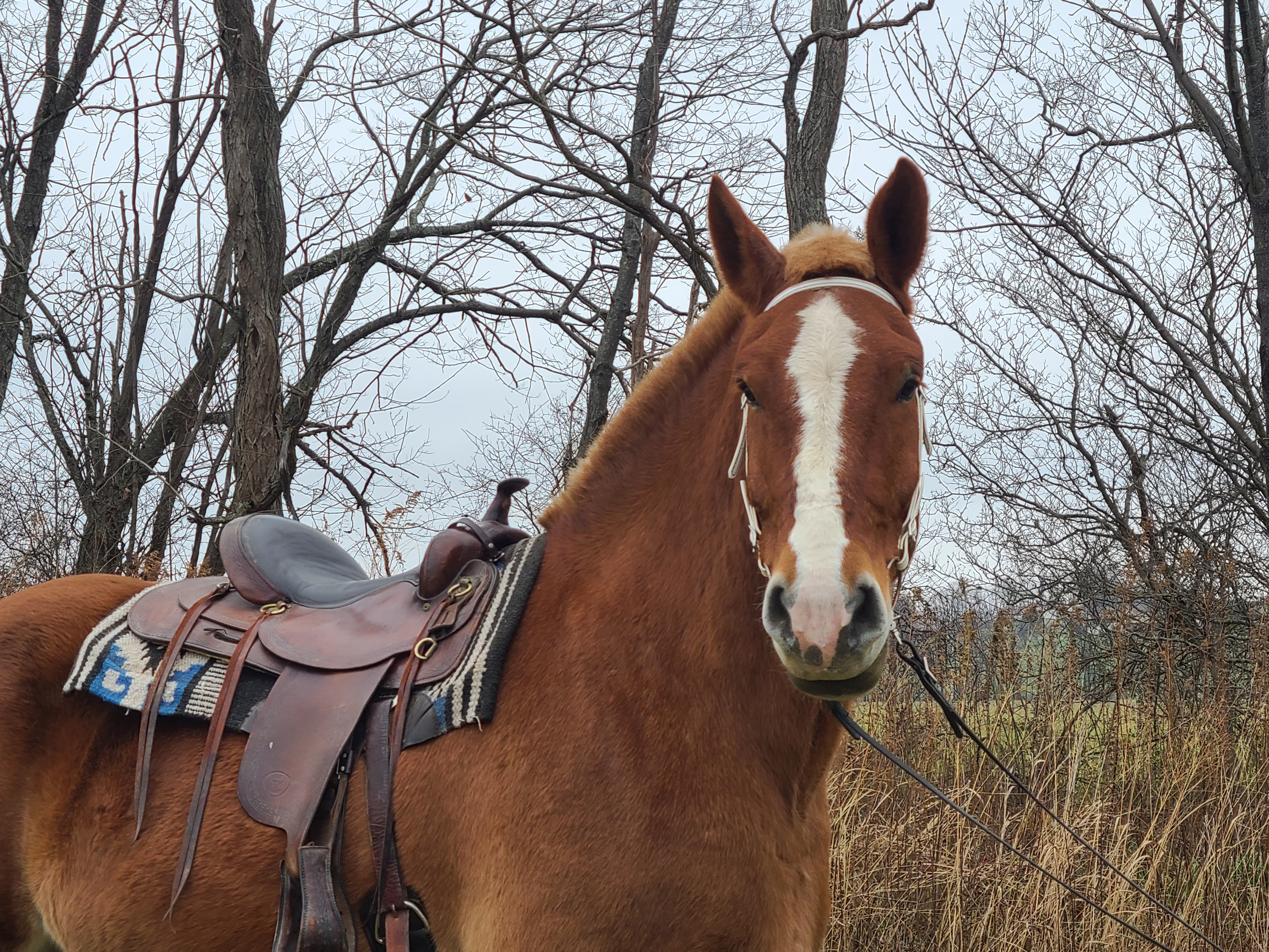 Romeo.  8 year old Belgian gelding