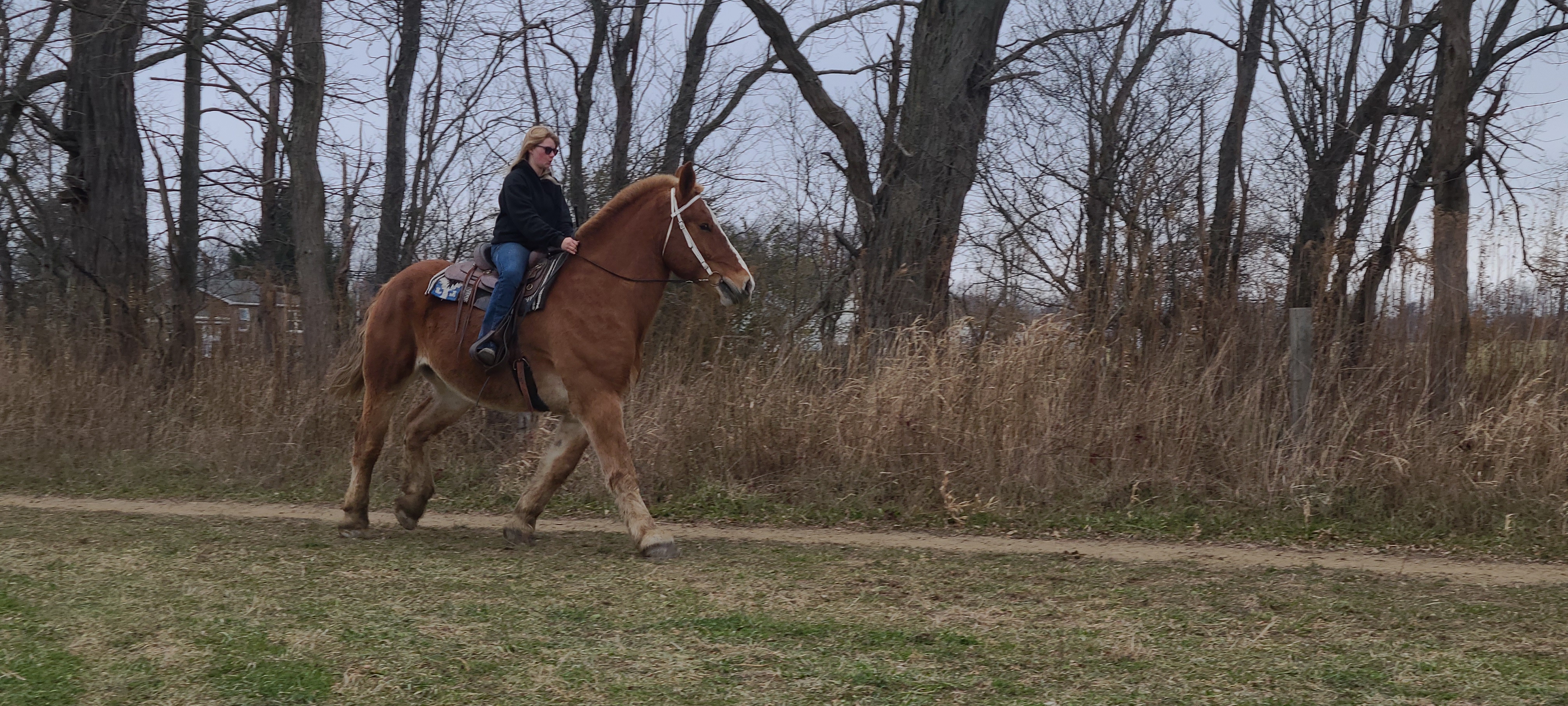 Romeo.  8 year old Belgian gelding