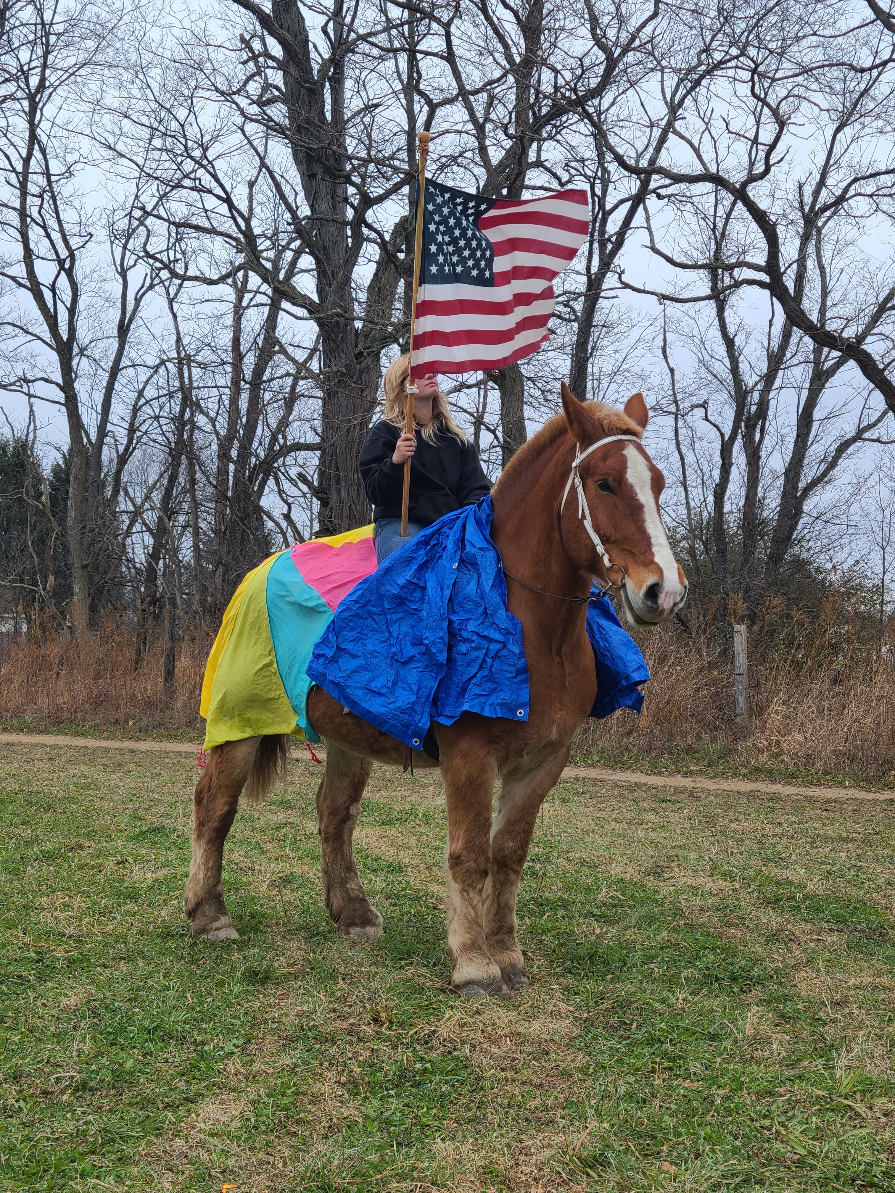 Romeo.  8 year old Belgian gelding