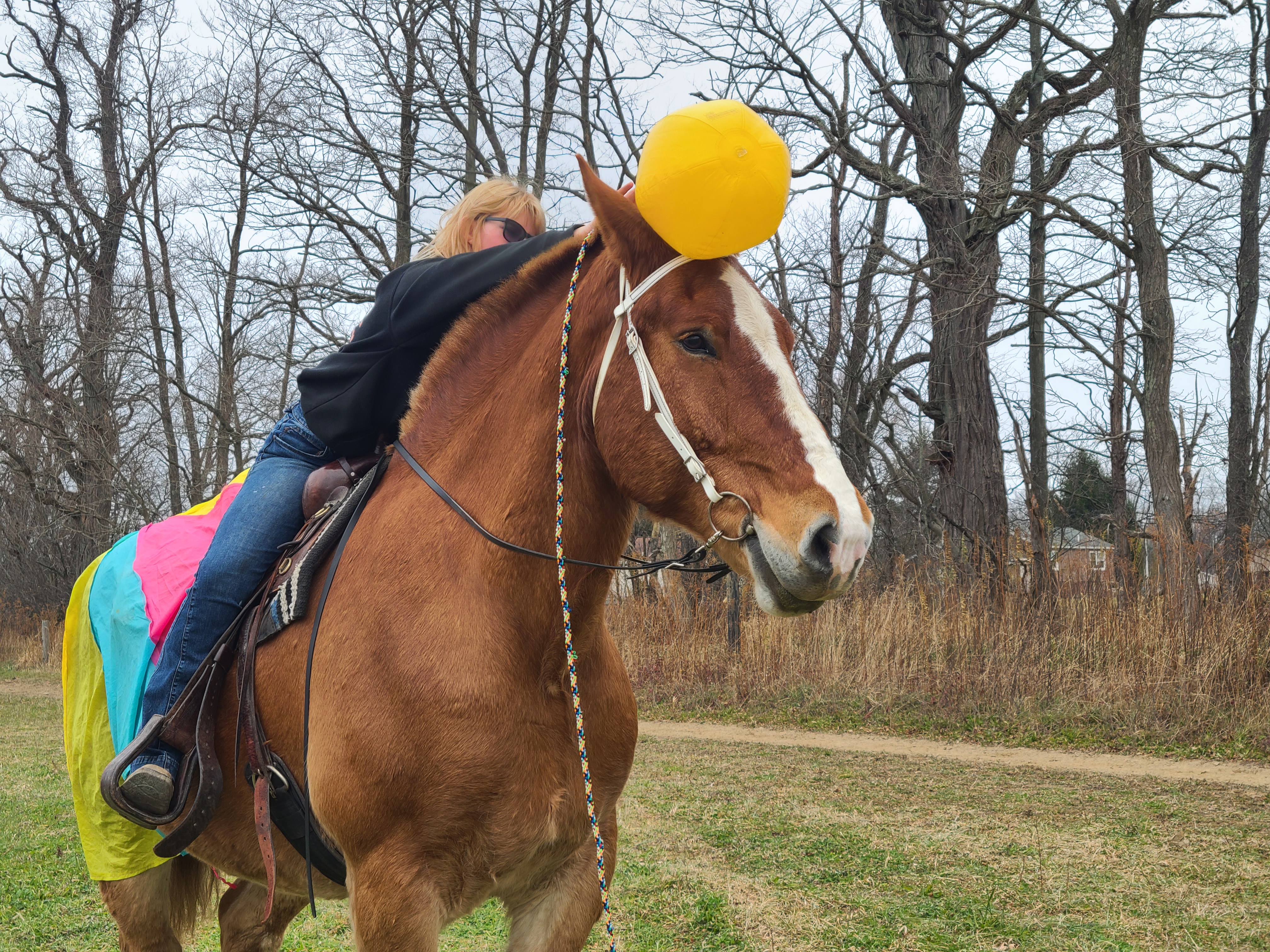 Romeo.  8 year old Belgian gelding