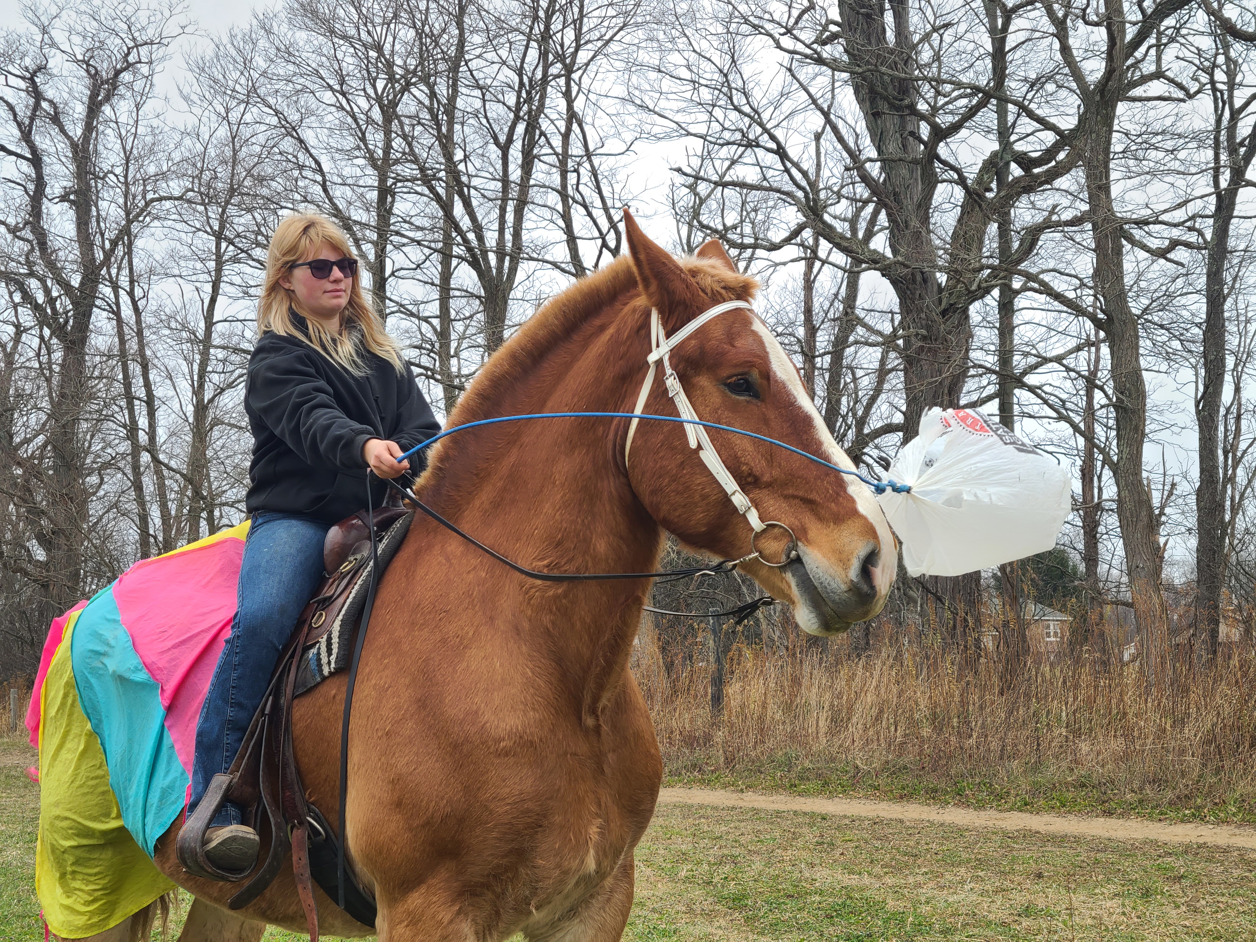 Romeo.  8 year old Belgian gelding