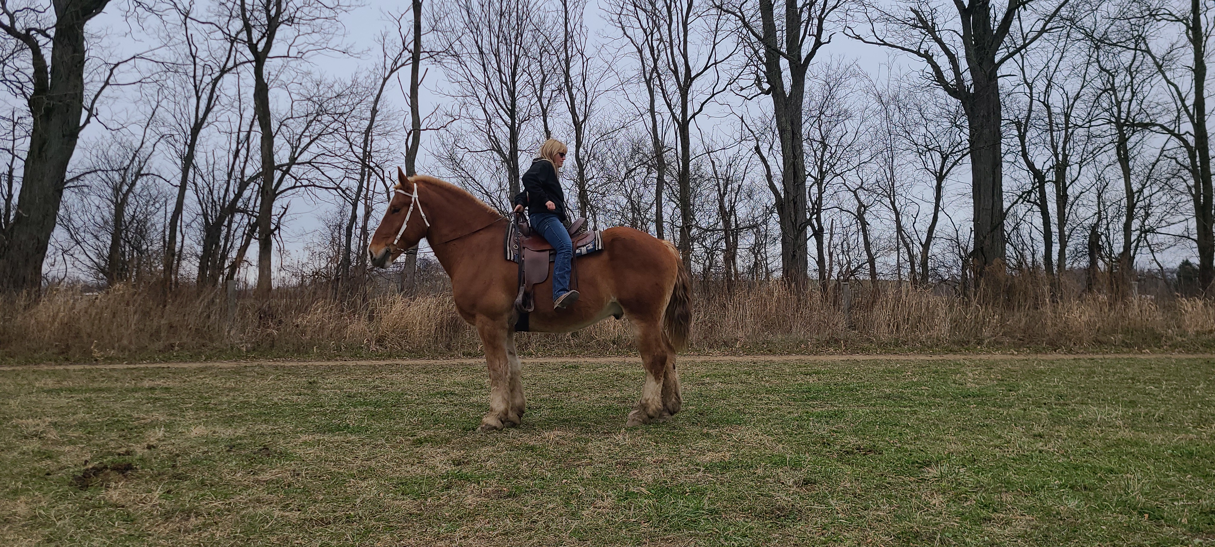 Romeo.  8 year old Belgian gelding
