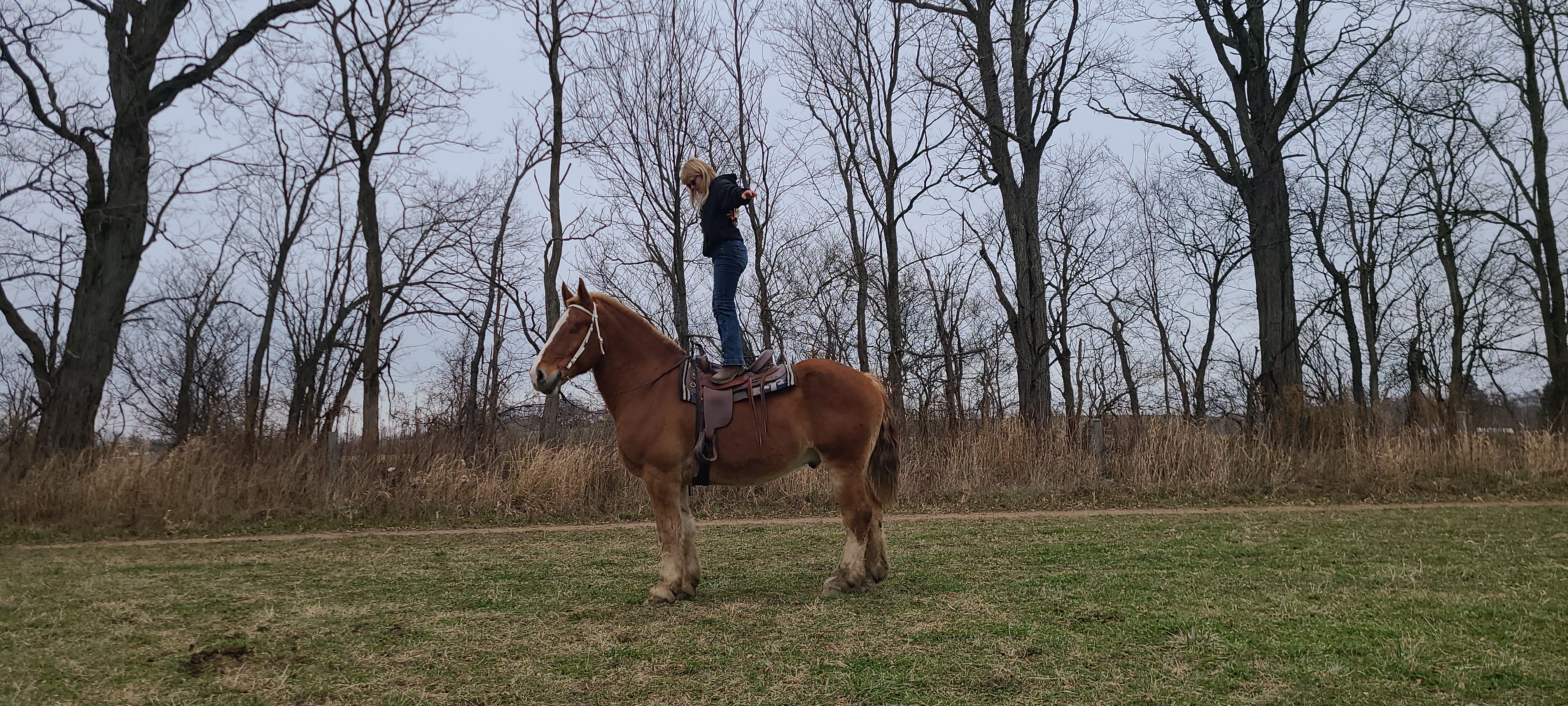 Romeo.  8 year old Belgian gelding