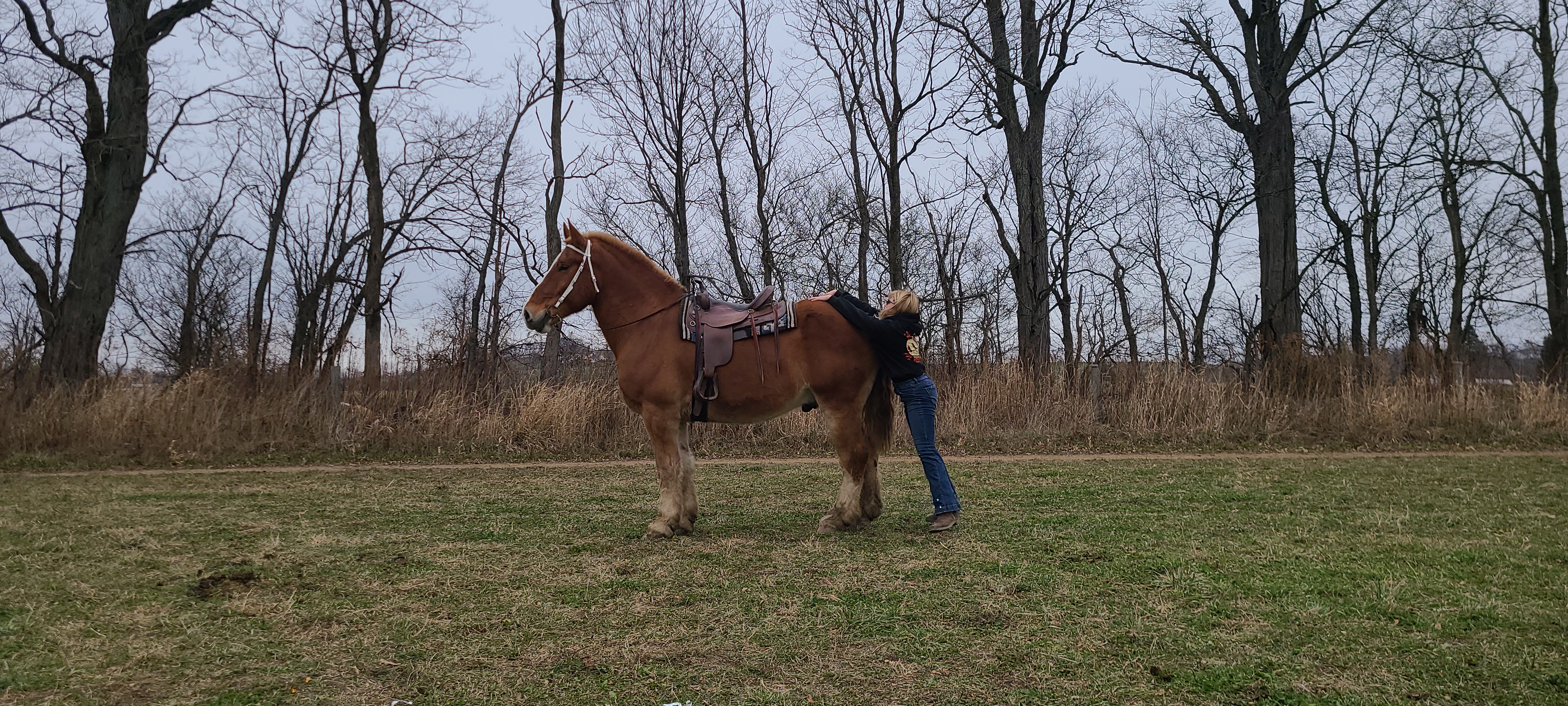 Romeo.  8 year old Belgian gelding