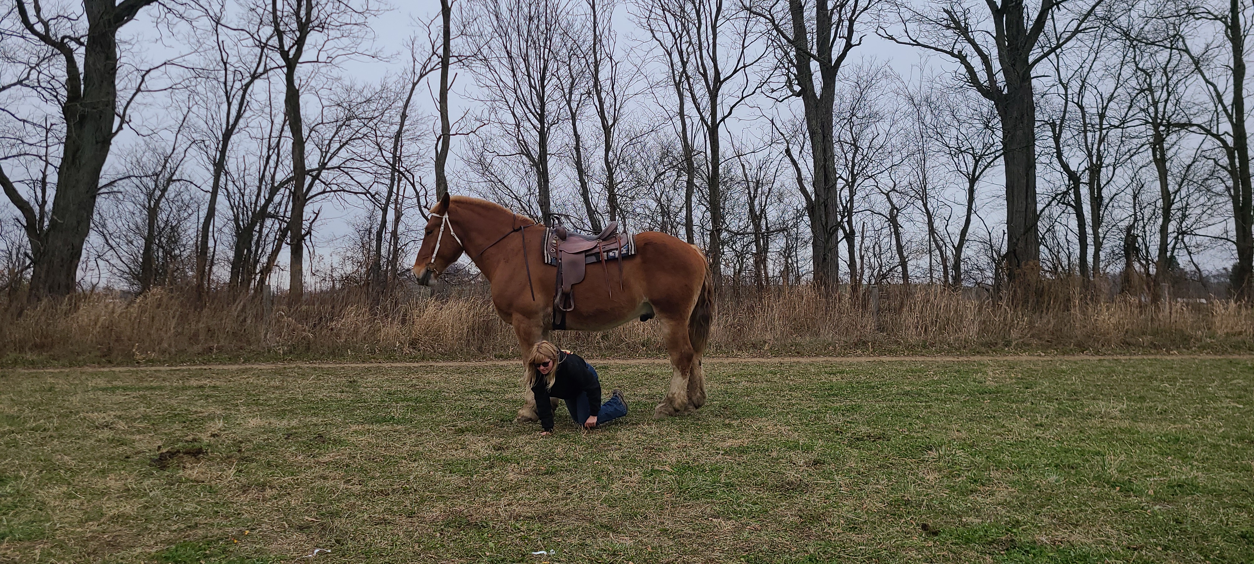 Romeo.  8 year old Belgian gelding