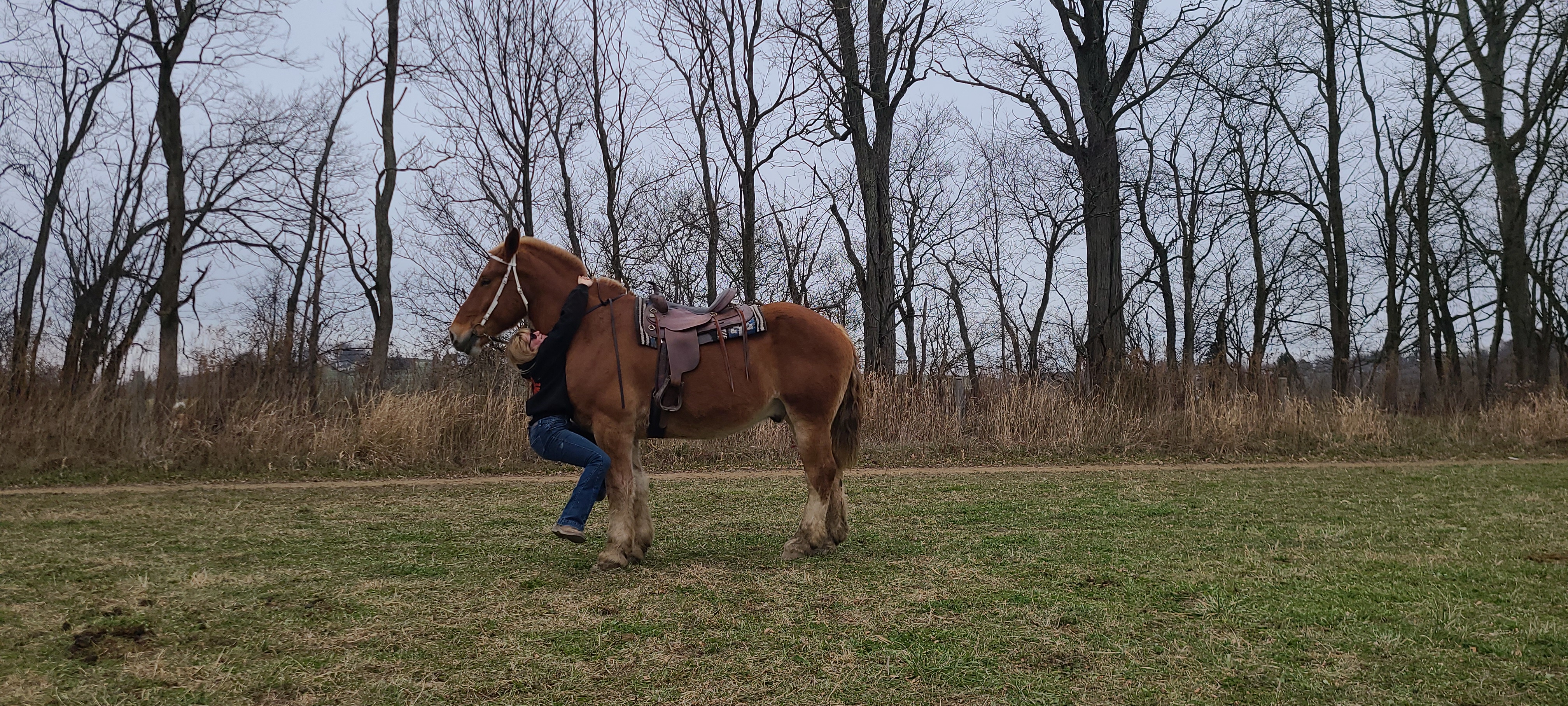 Romeo.  8 year old Belgian gelding