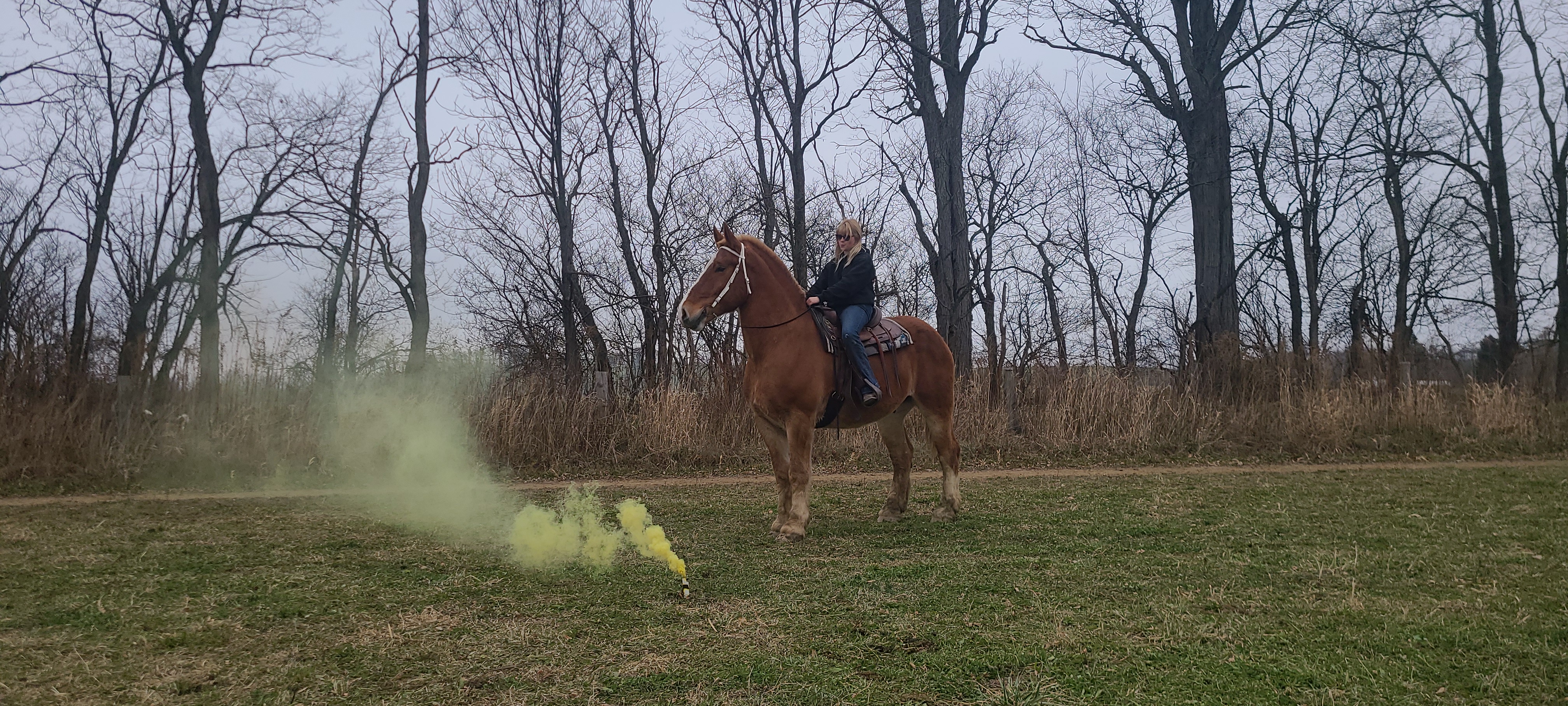Romeo.  8 year old Belgian gelding