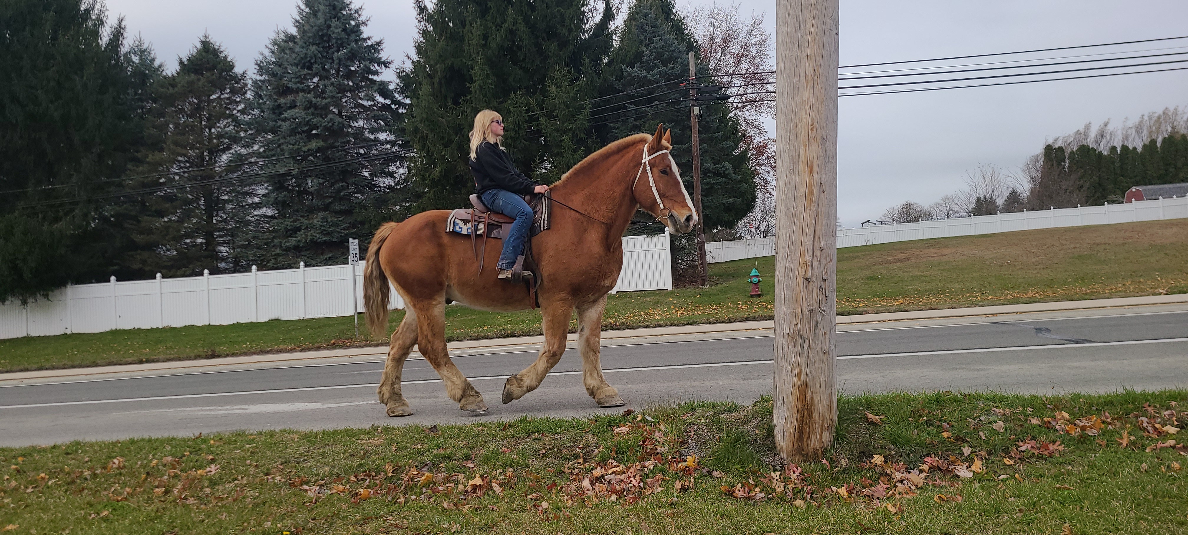 Romeo.  8 year old Belgian gelding