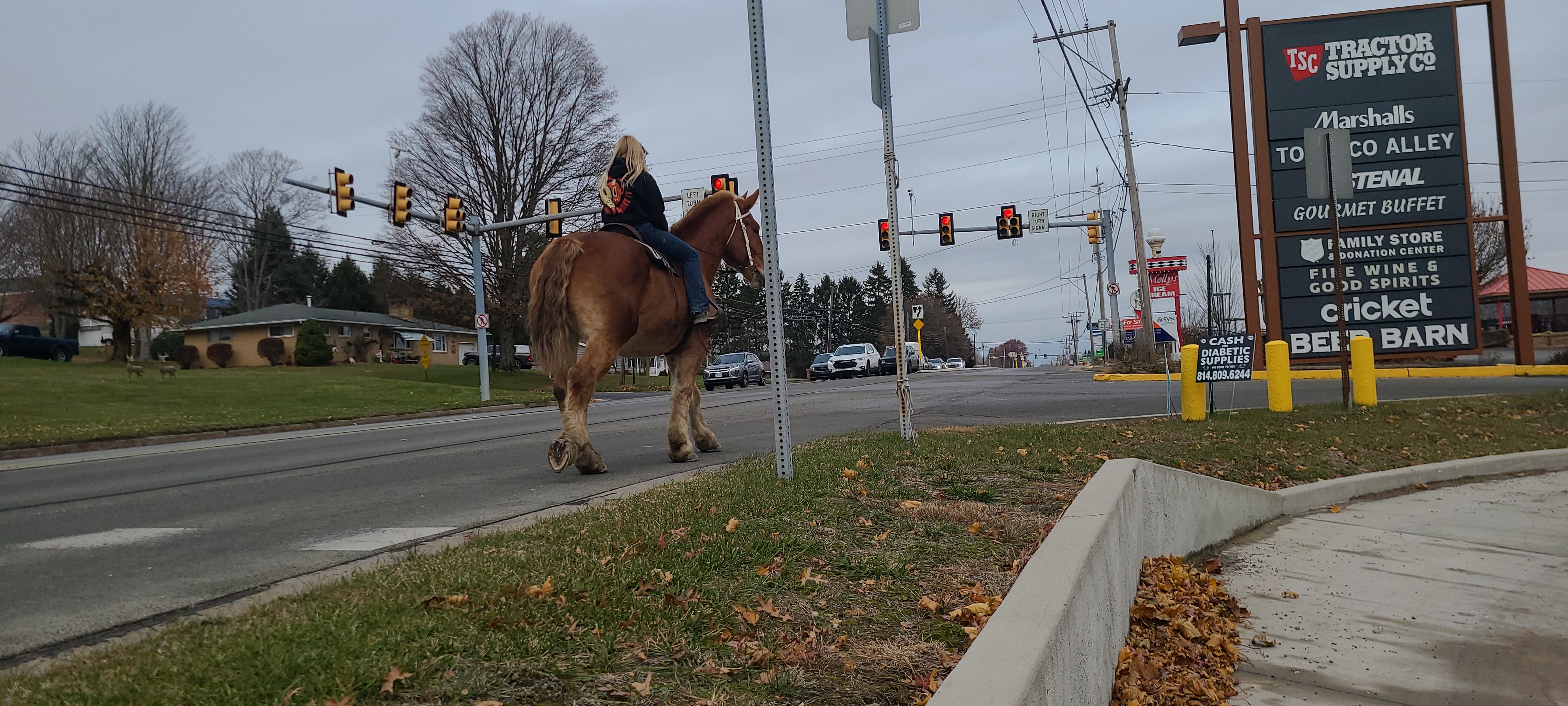 Romeo.  8 year old Belgian gelding