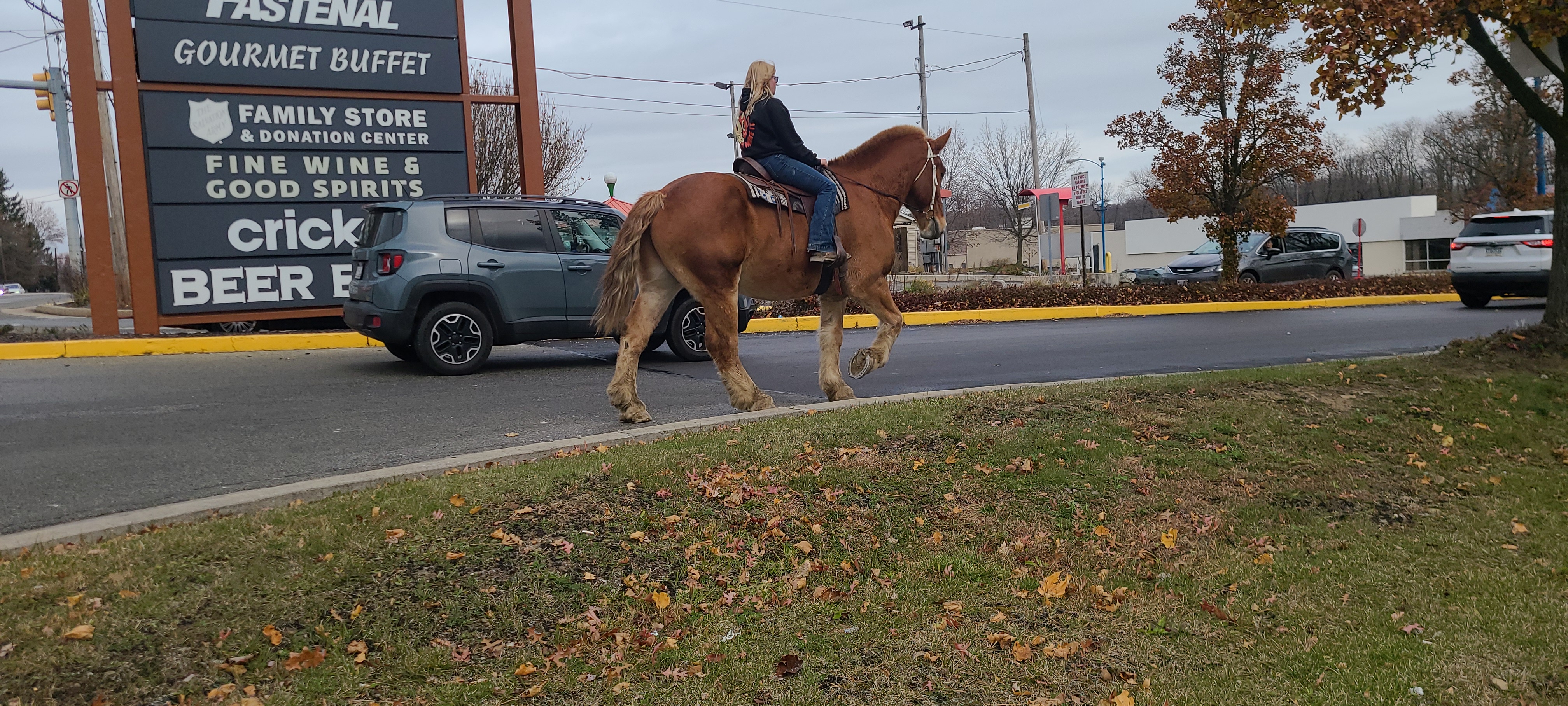 Romeo.  8 year old Belgian gelding