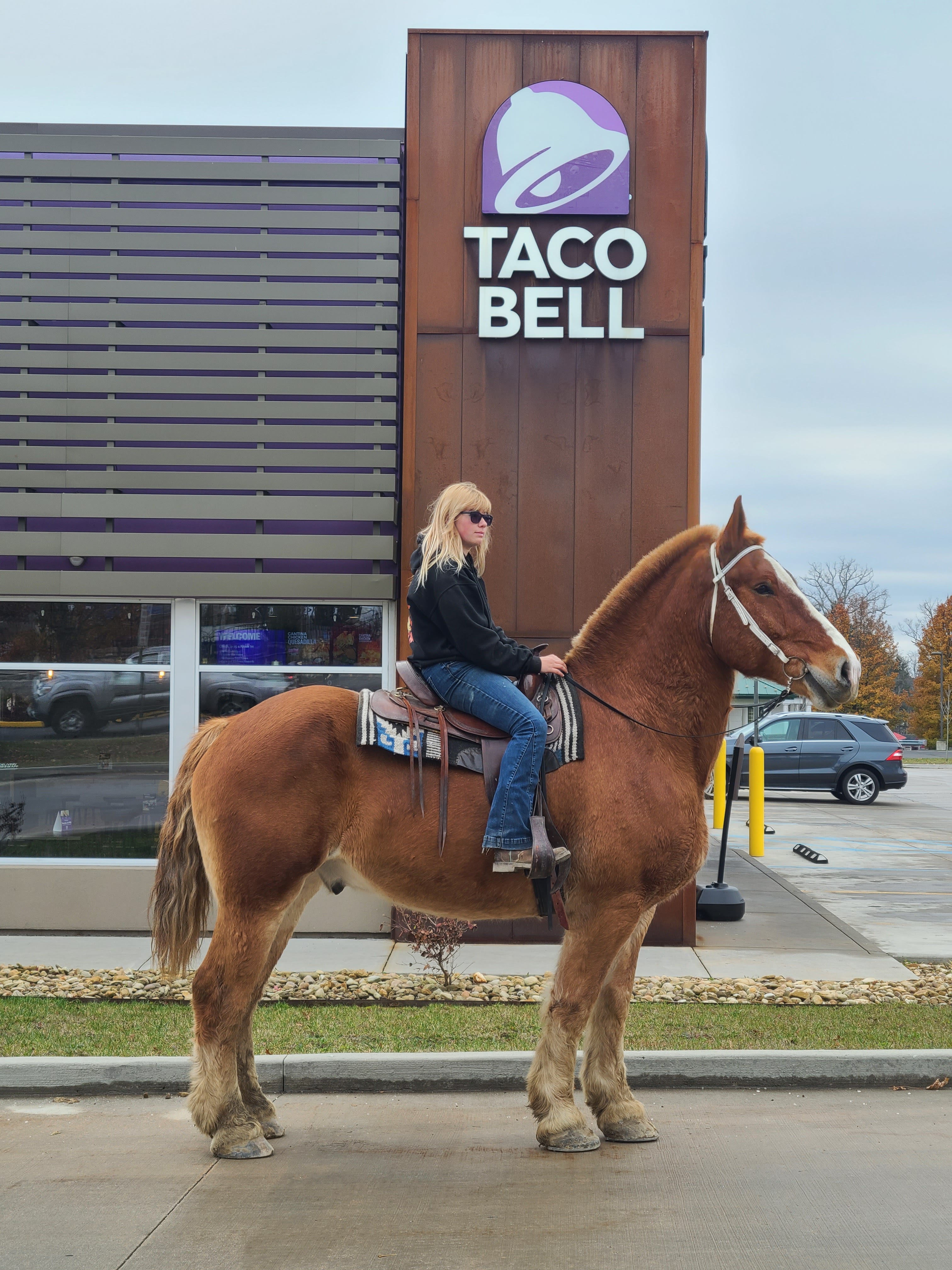 Romeo.  8 year old Belgian gelding