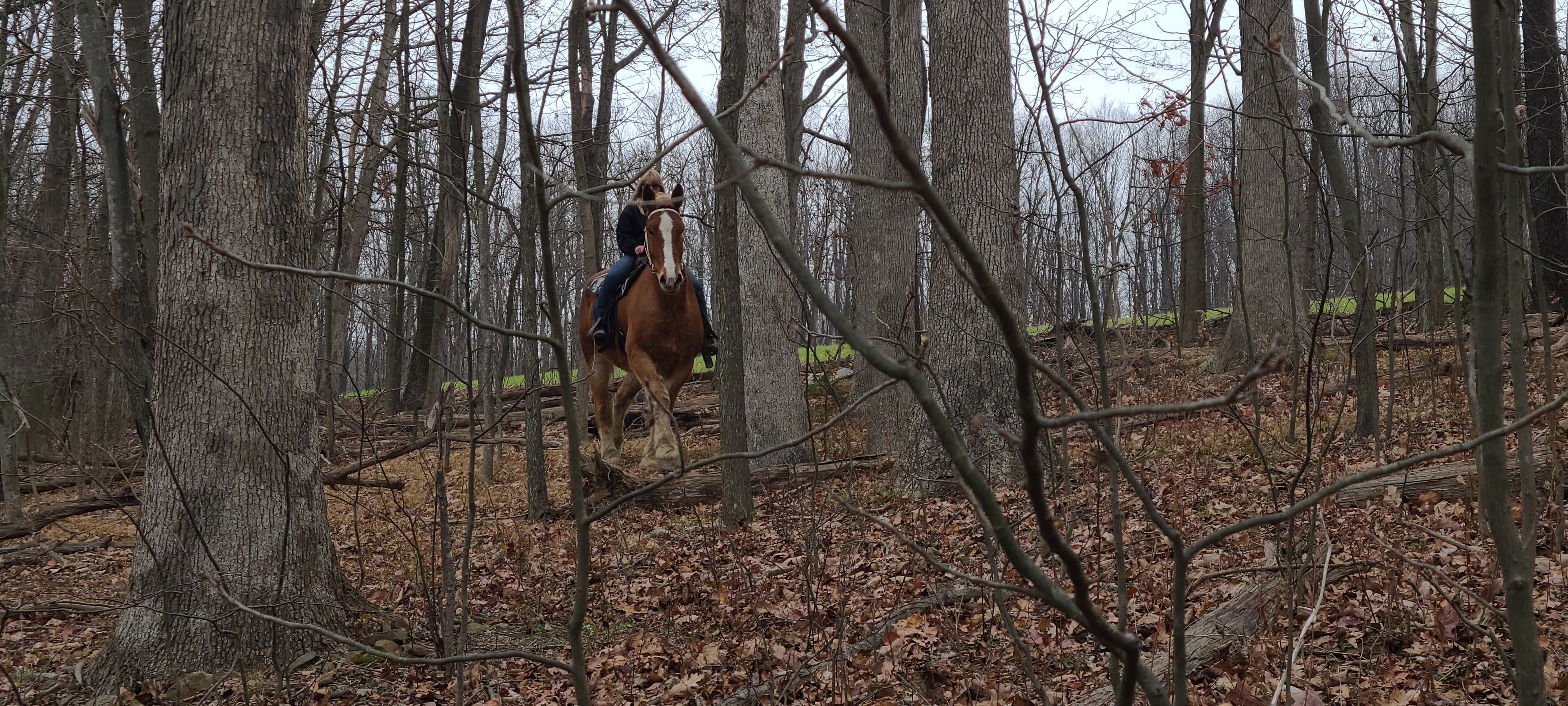 Romeo.  8 year old Belgian gelding