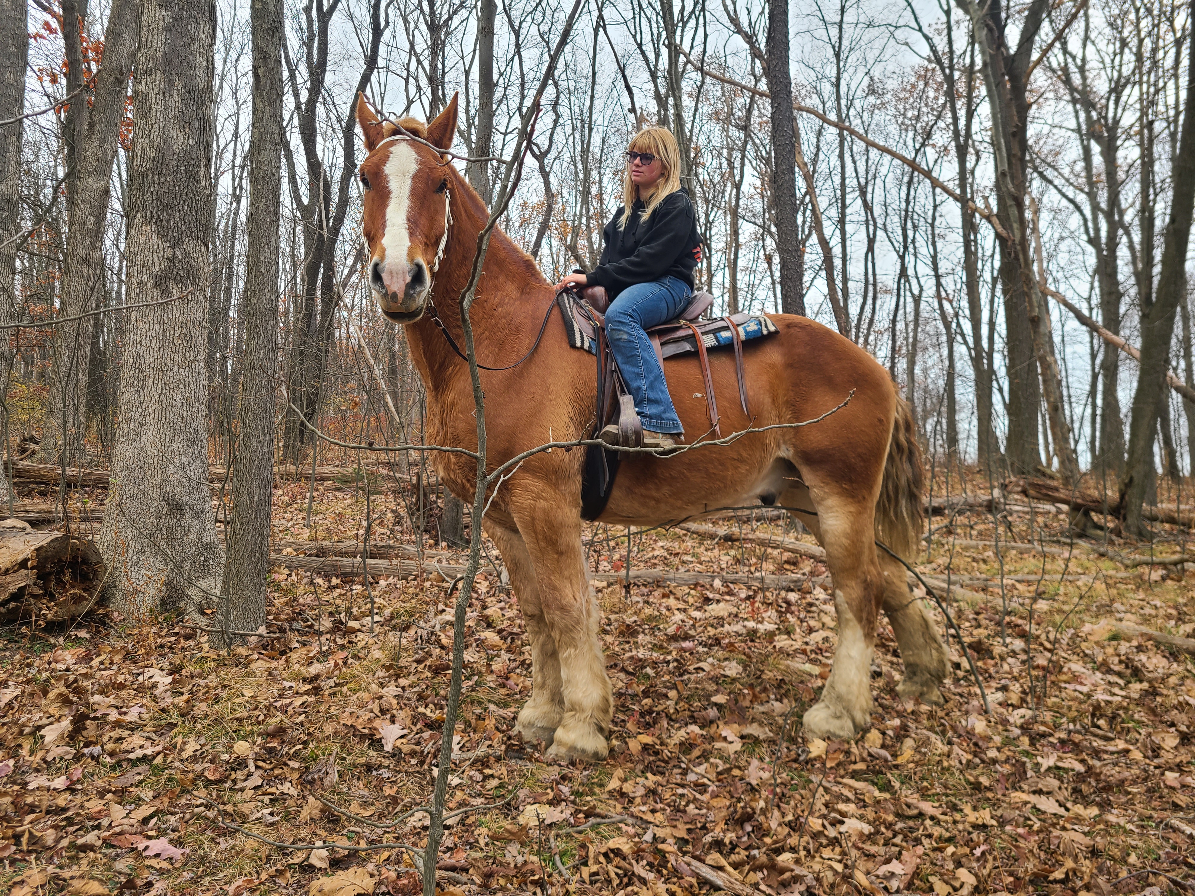 Romeo.  8 year old Belgian gelding