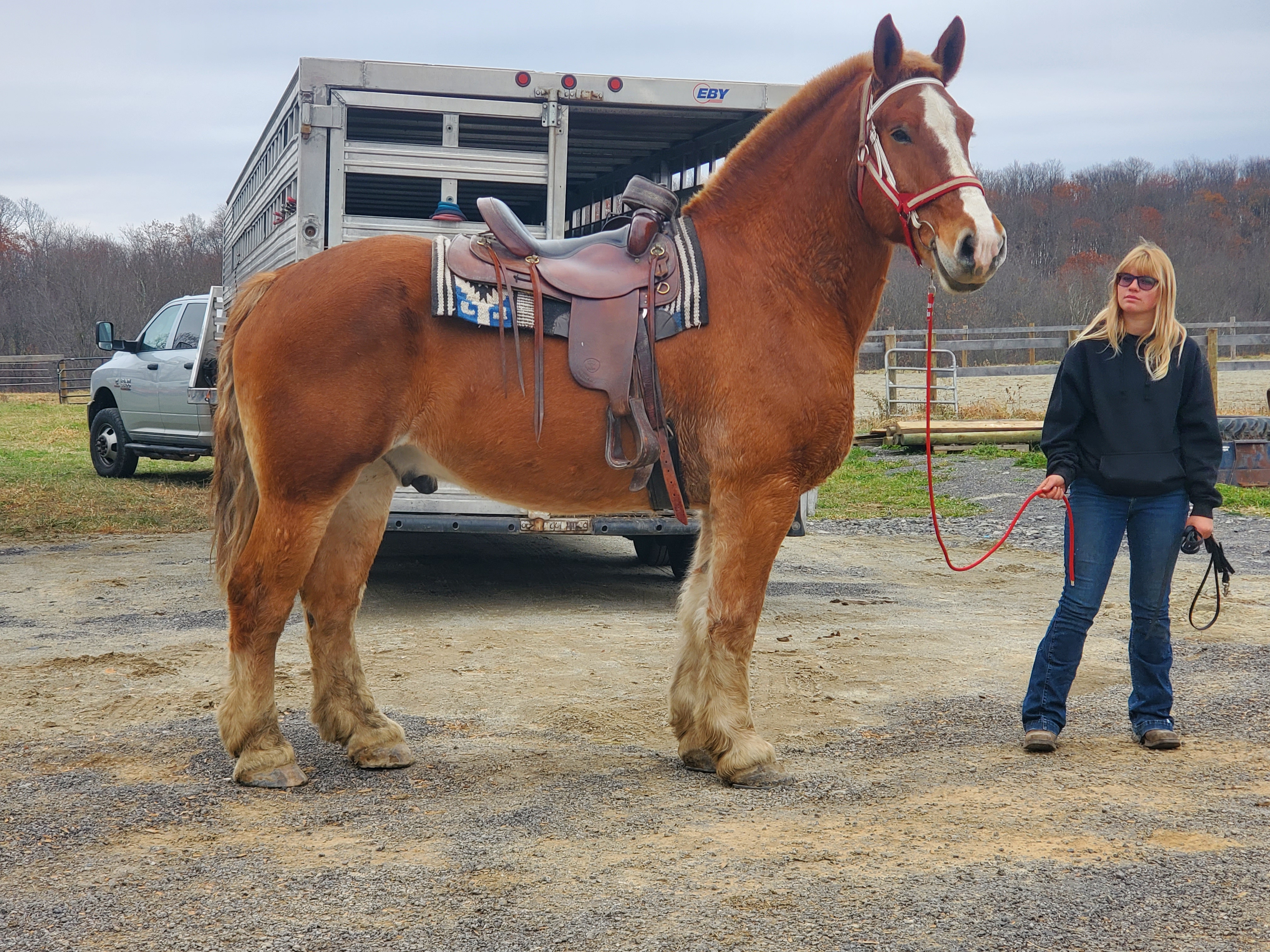 Romeo.  8 year old Belgian gelding