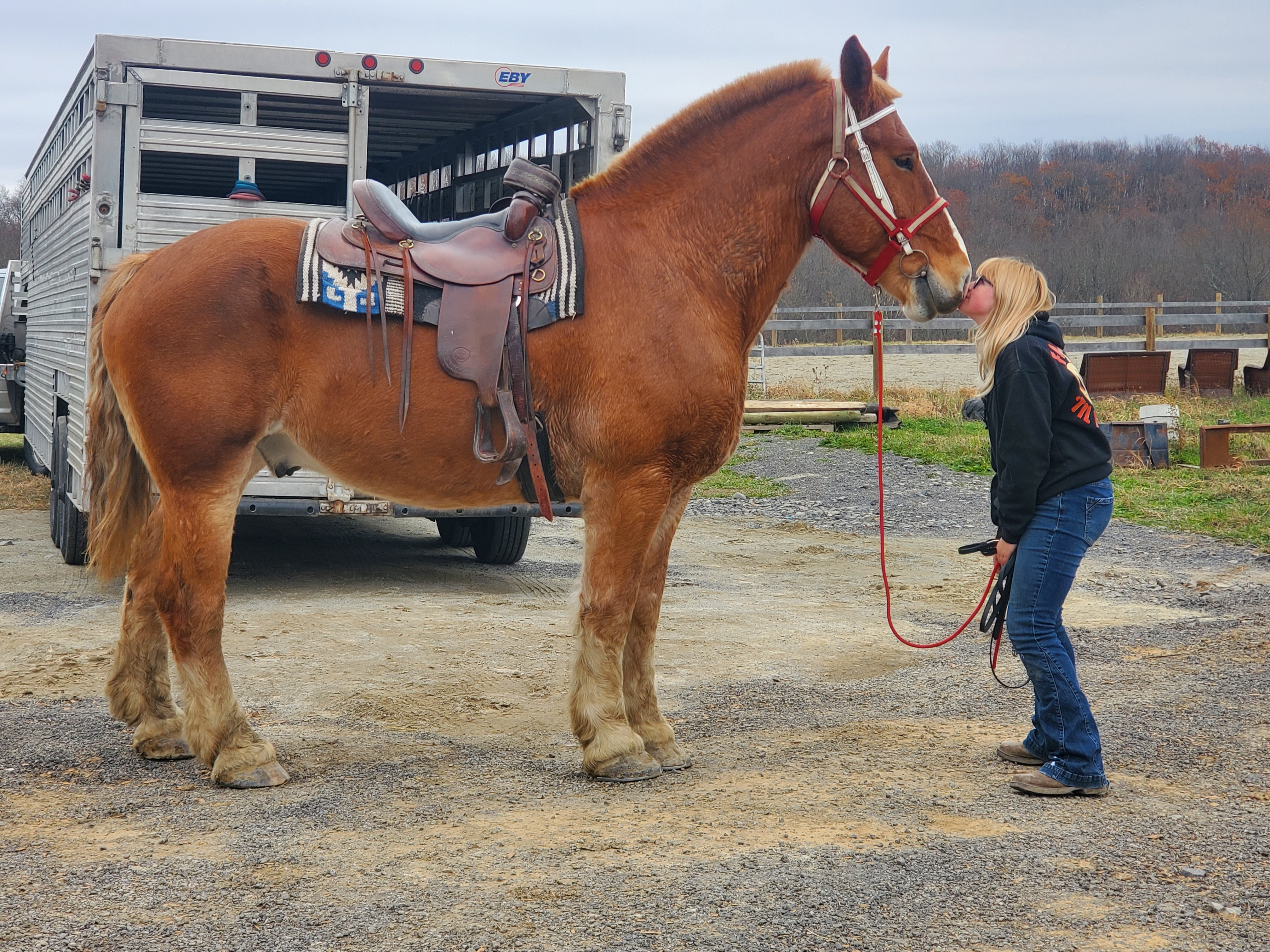 Romeo.  8 year old Belgian gelding