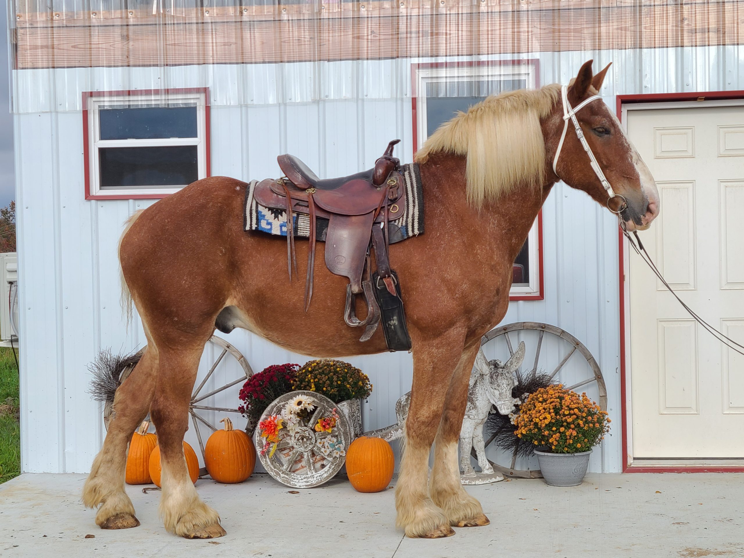 inbound4774245686933954811