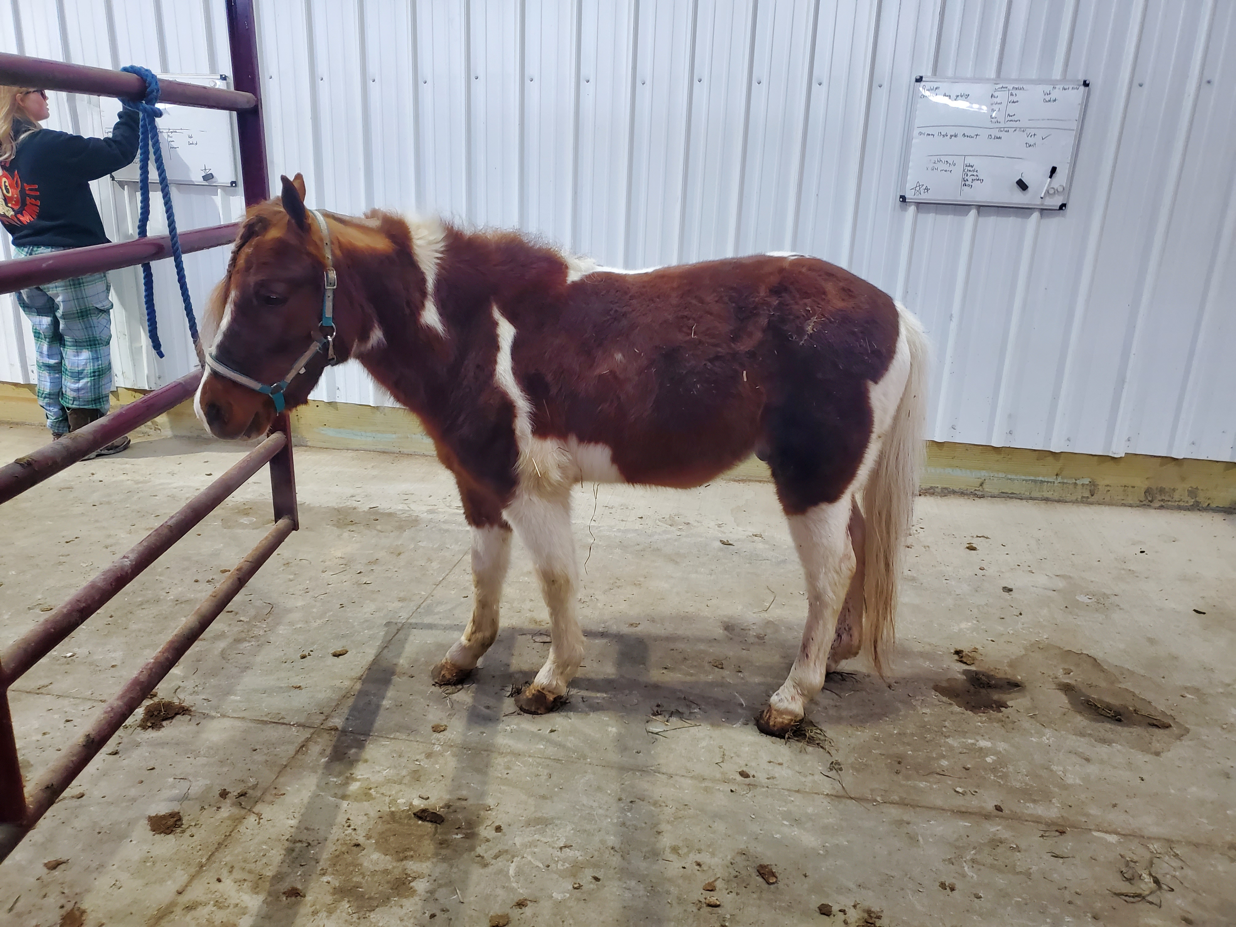 Rudolph 4 year old gelding pony