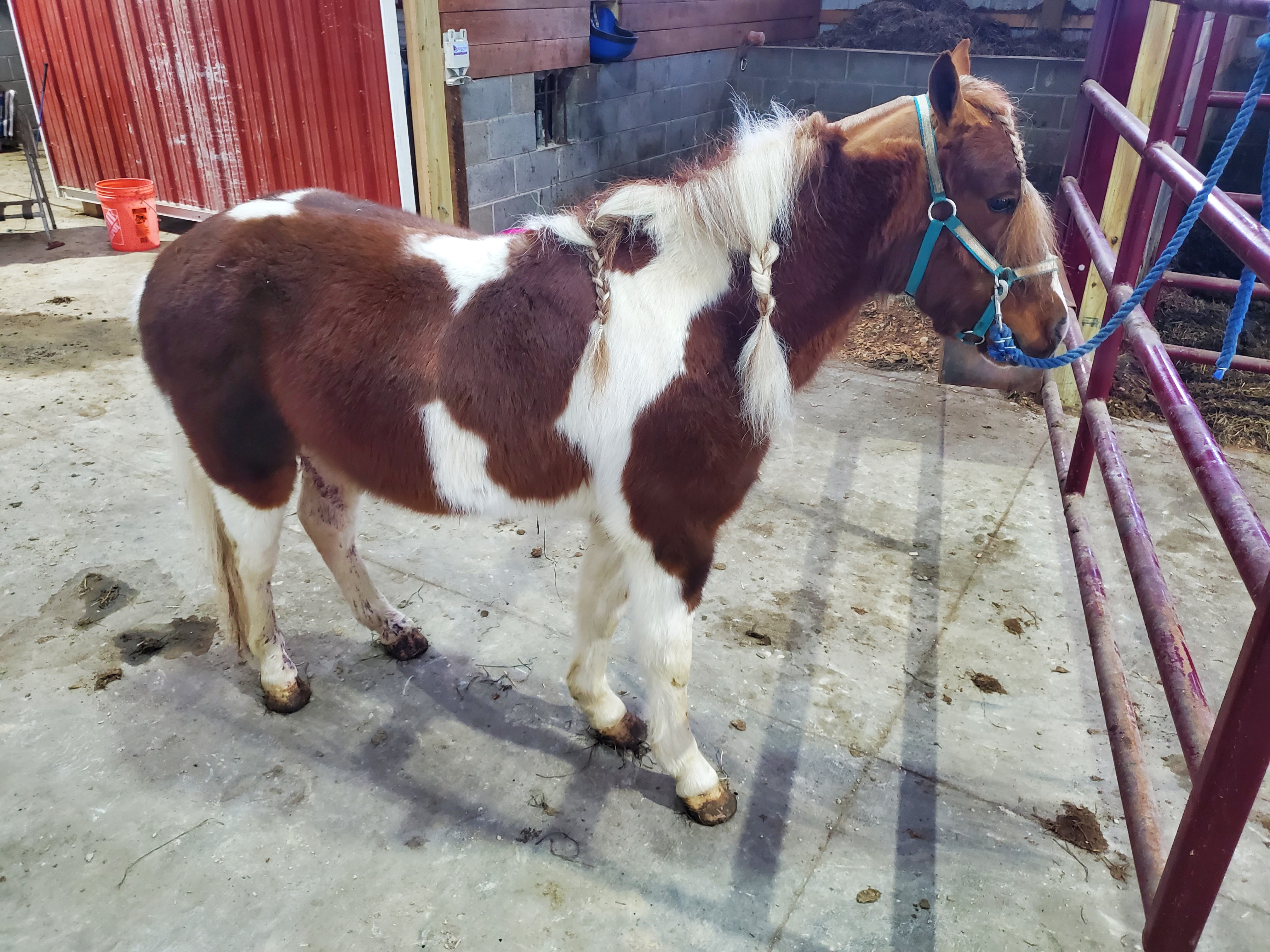 Rudolph 4 year old gelding pony