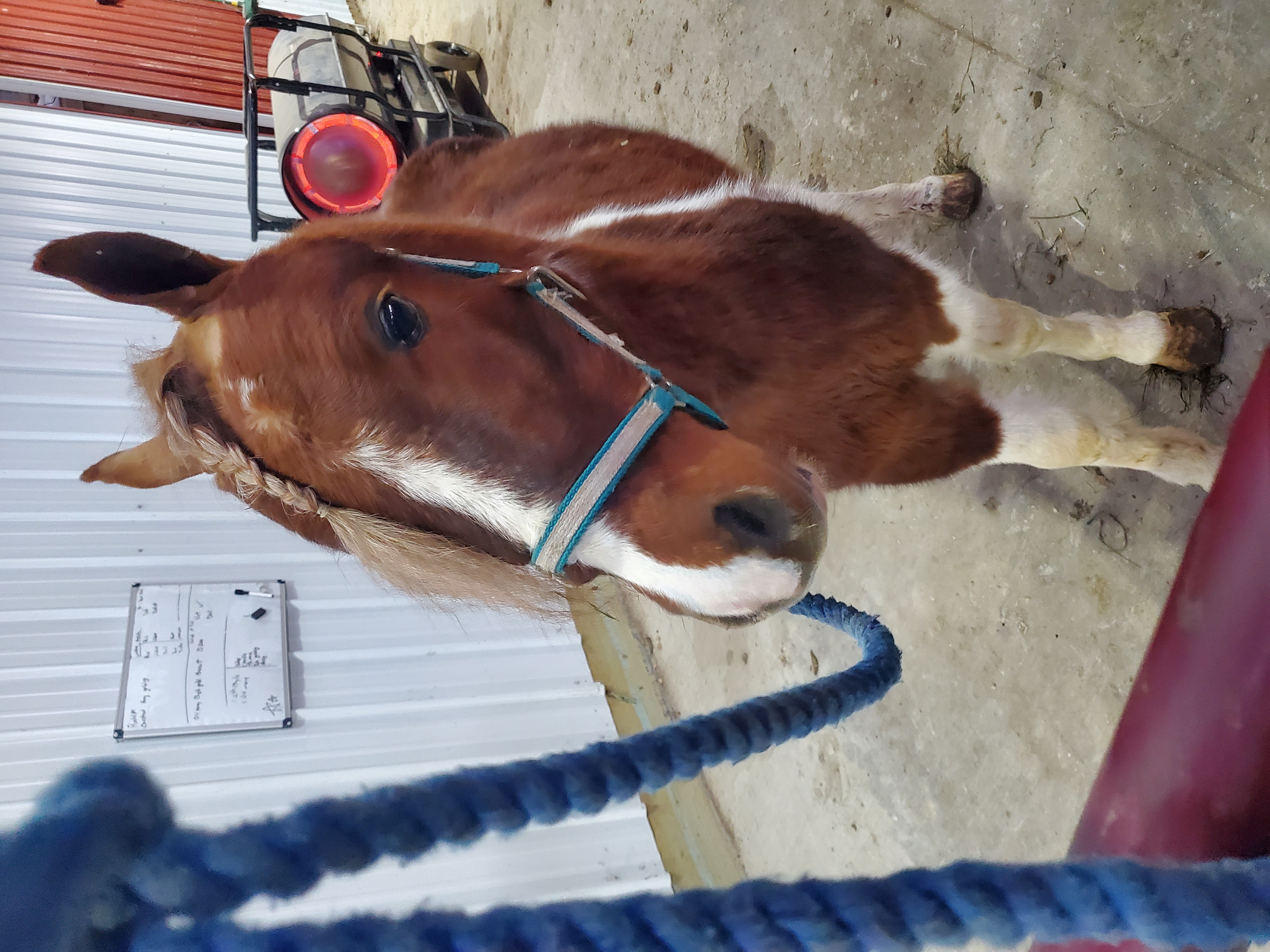 Rudolph 4 year old gelding pony