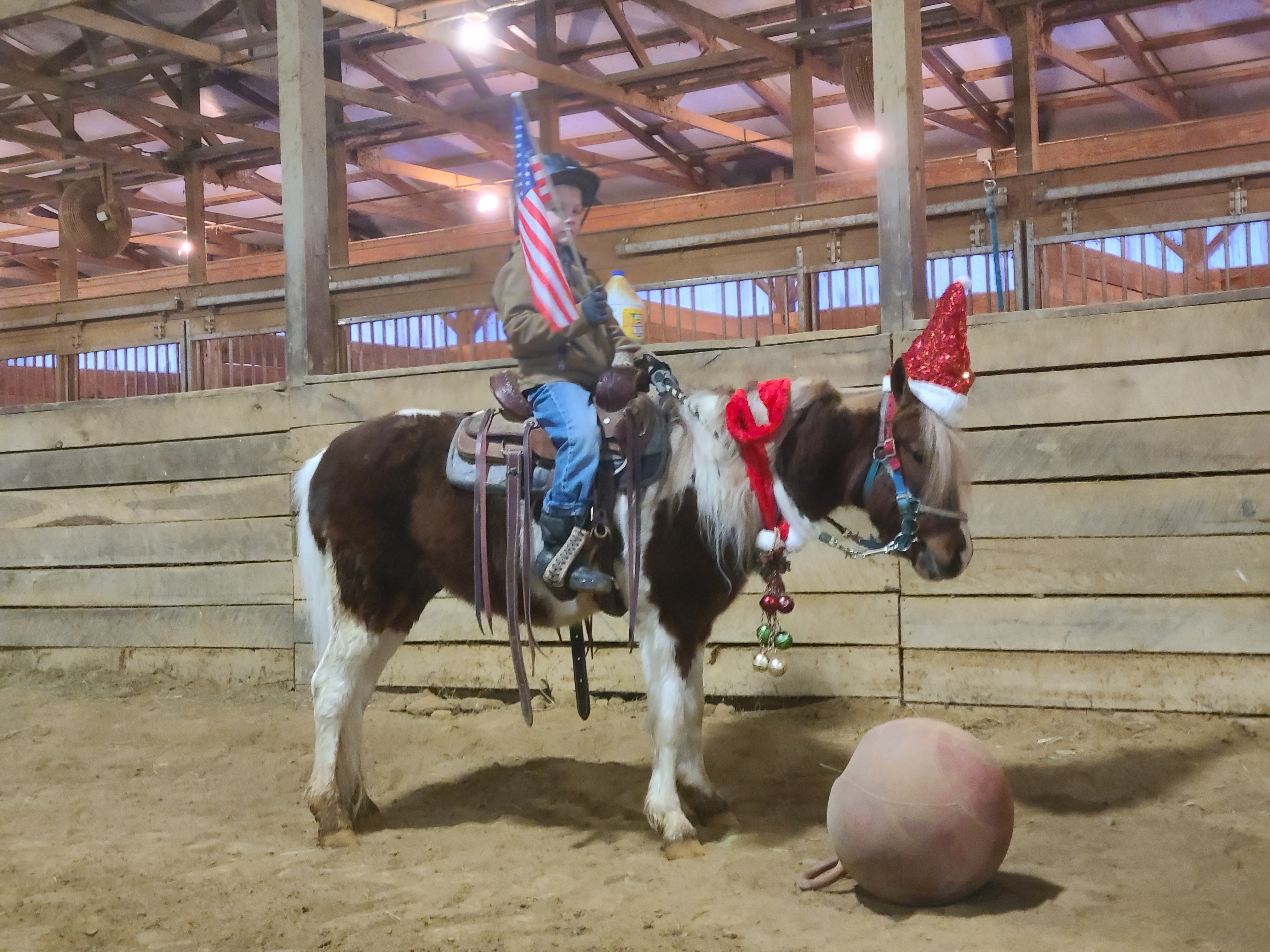 Rudolph 4 year old gelding pony