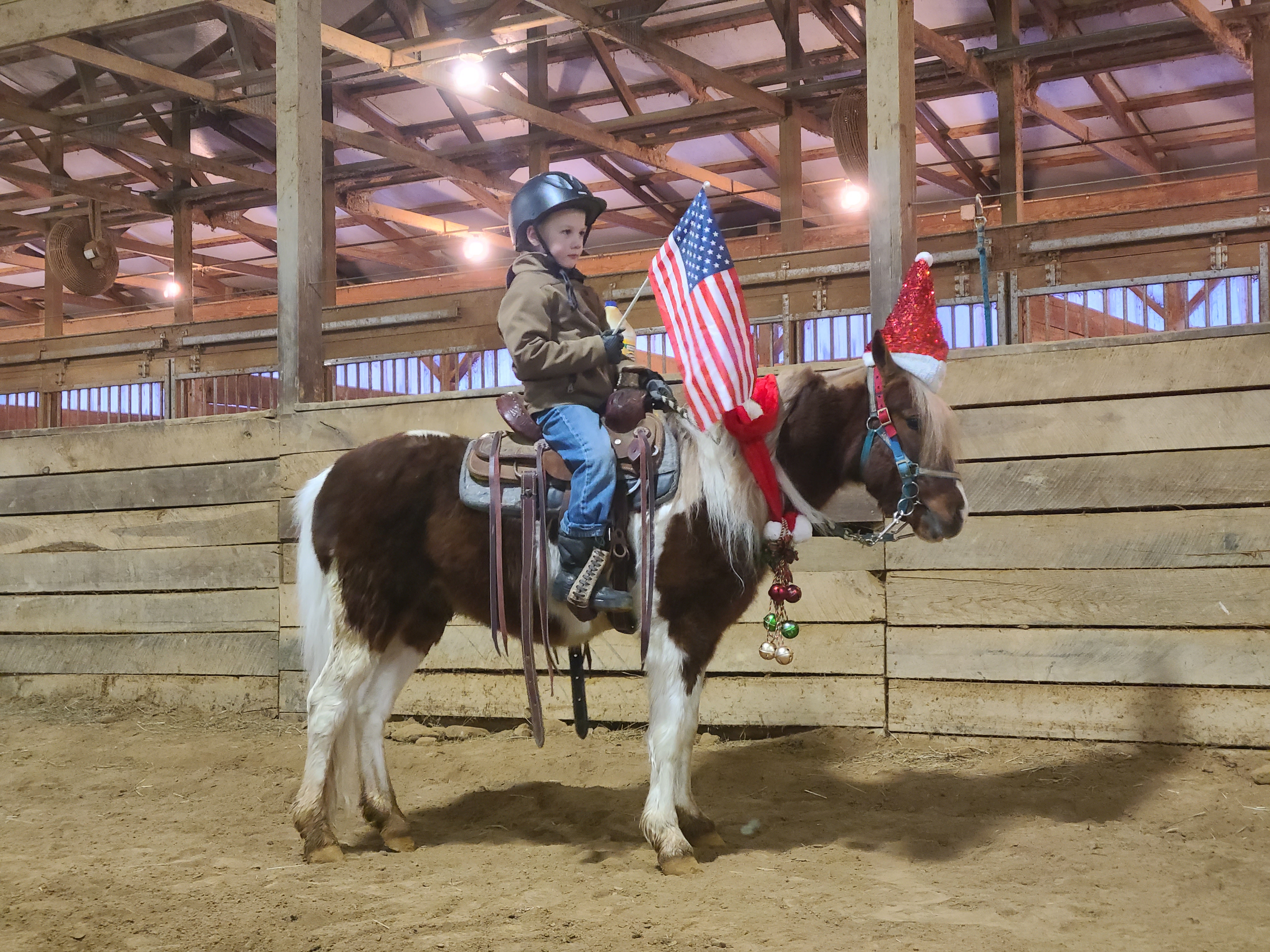 Rudolph 4 year old gelding pony