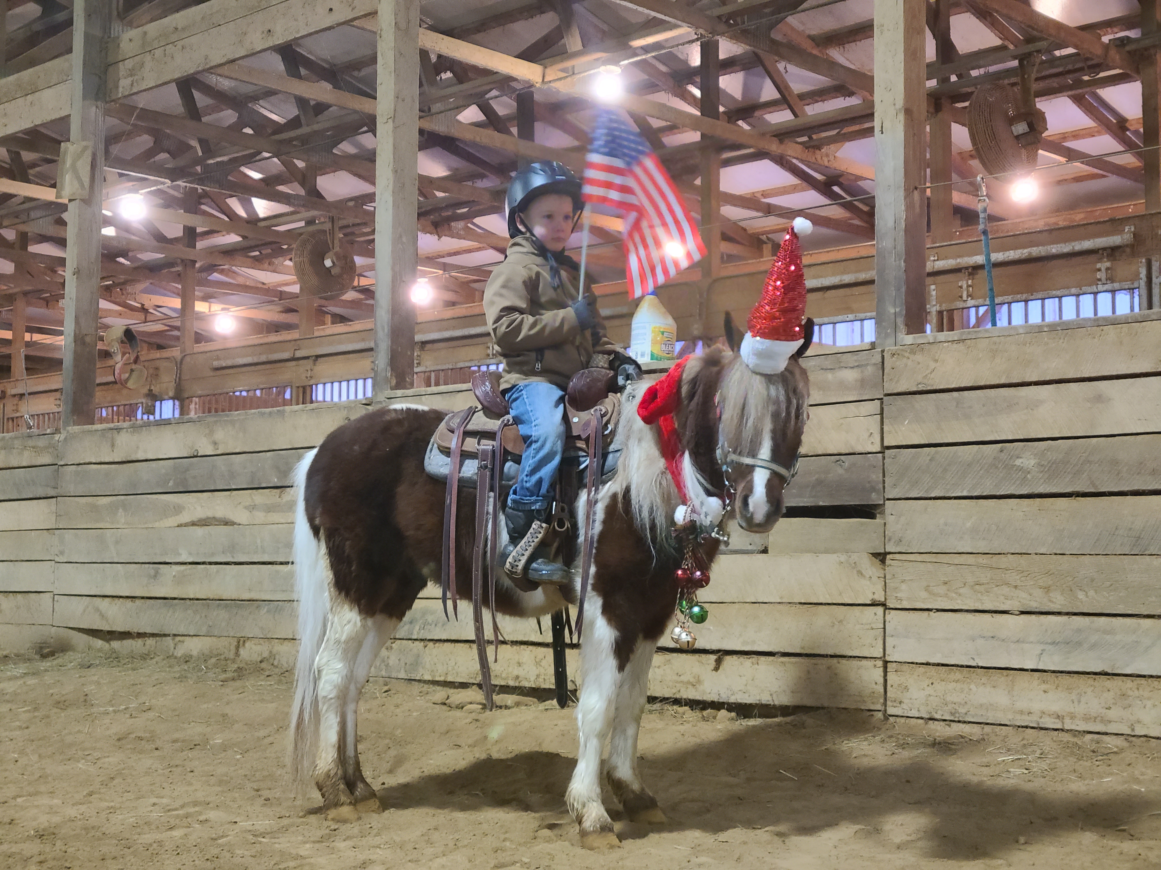 Rudolph 4 year old gelding pony