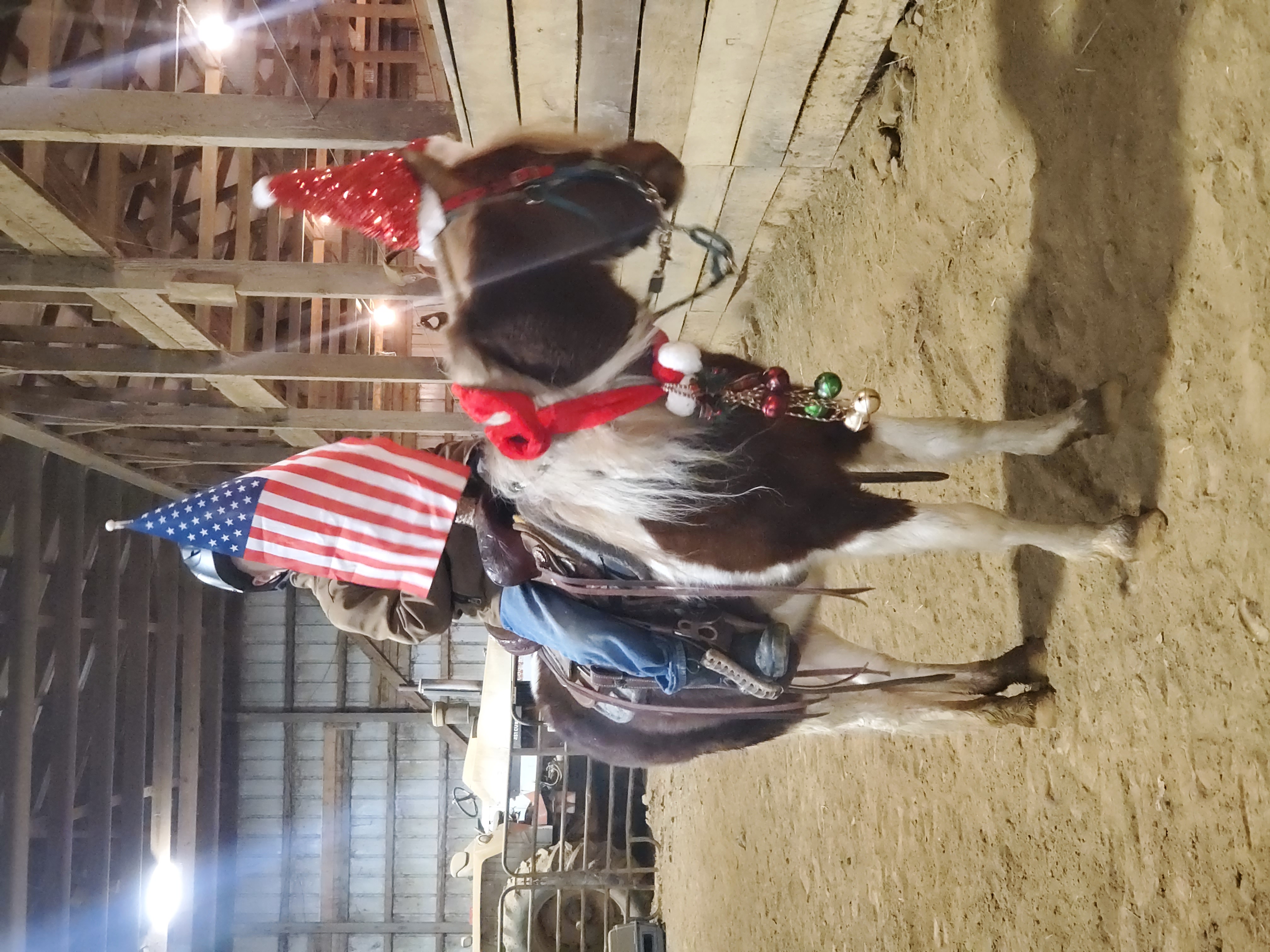 Rudolph 4 year old gelding pony