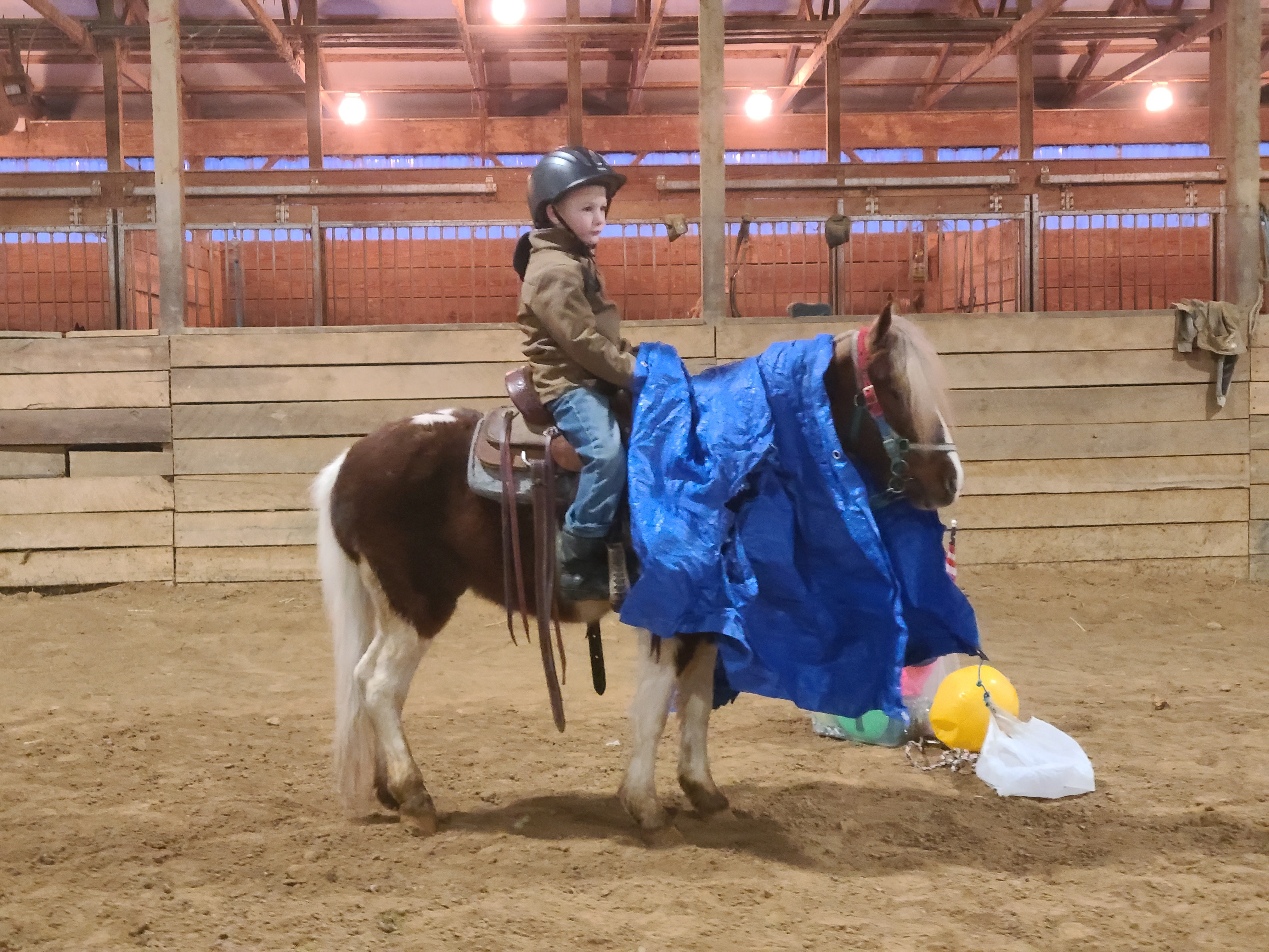 Rudolph 4 year old gelding pony