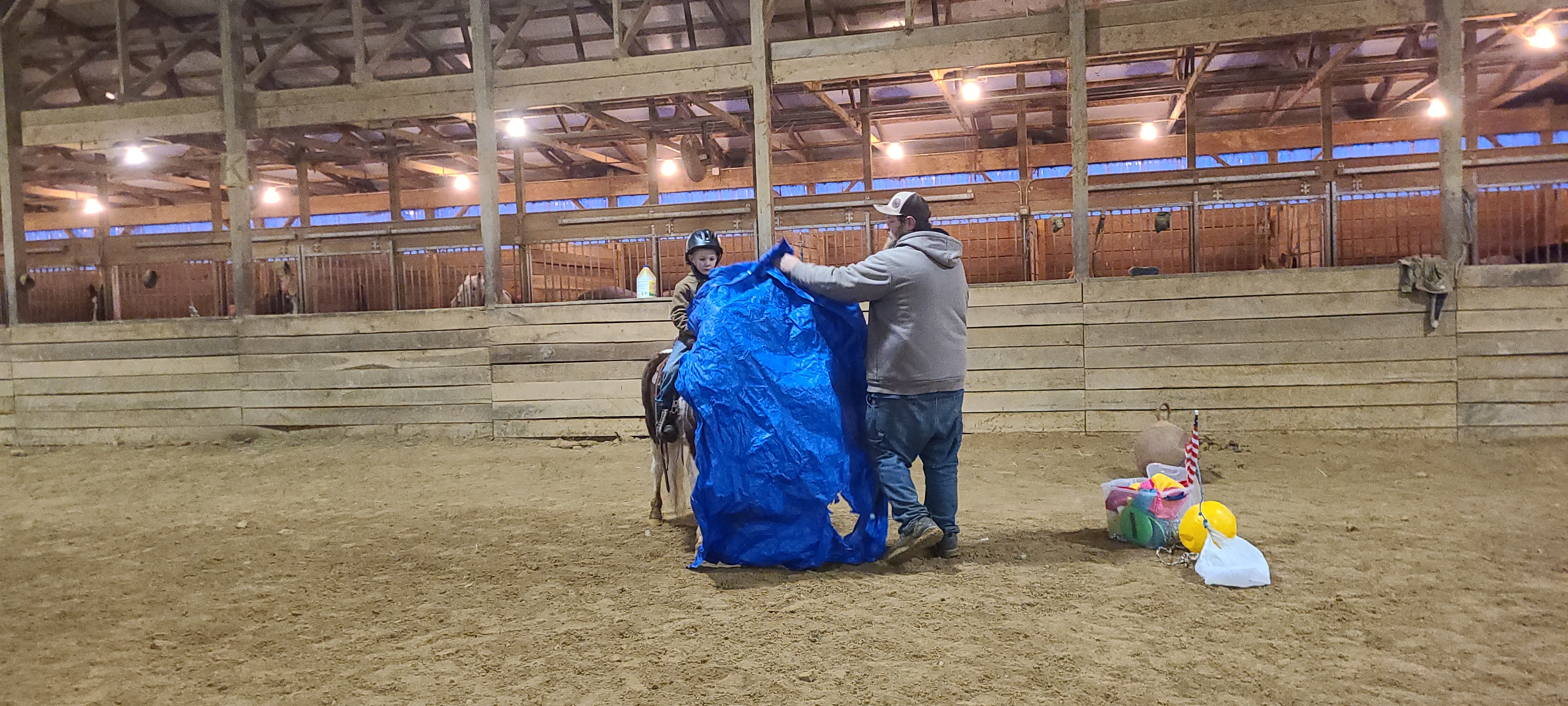 Rudolph 4 year old gelding pony