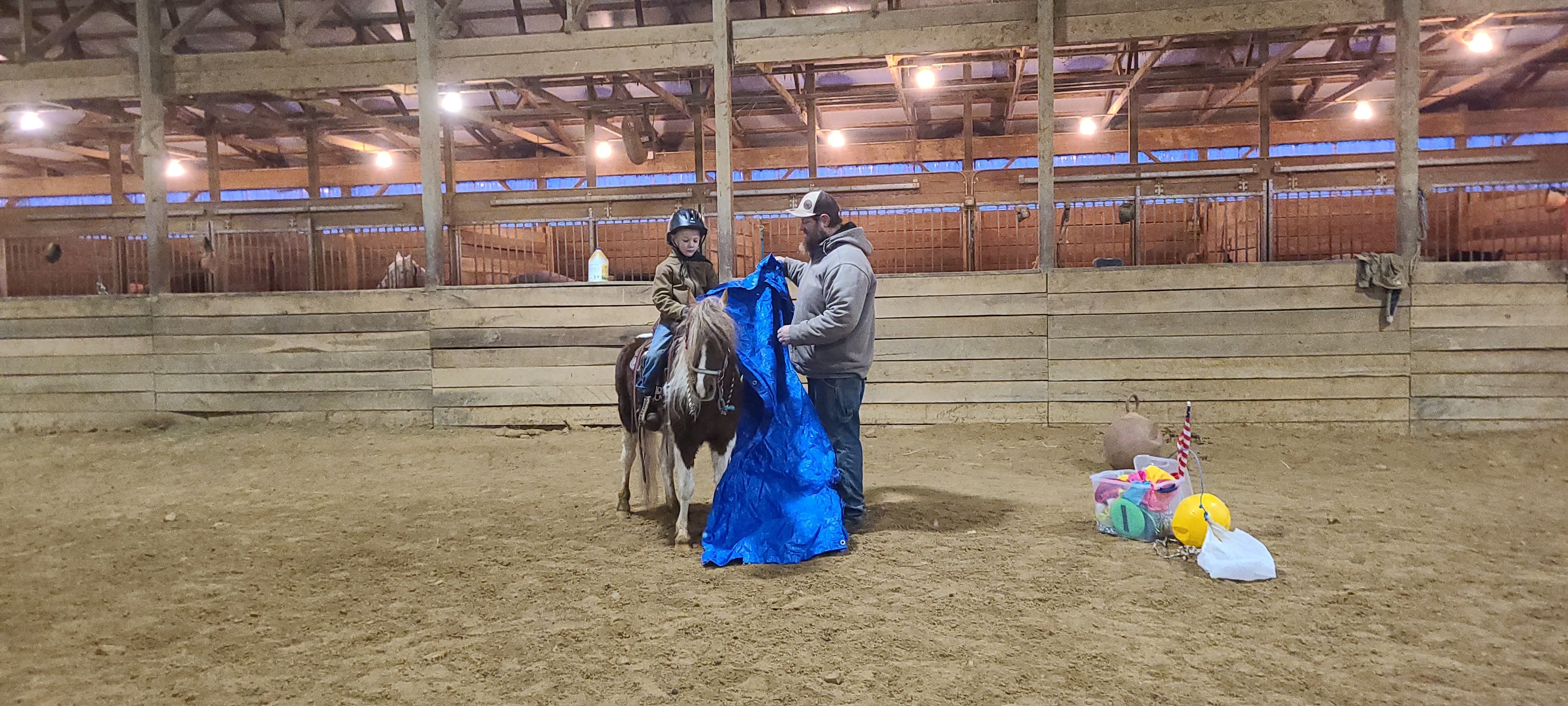 Rudolph 4 year old gelding pony